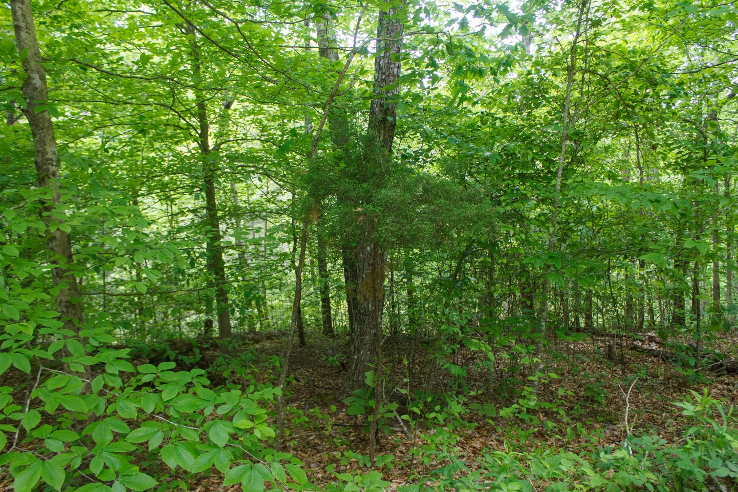 Riverbend Tract 17 photo 14