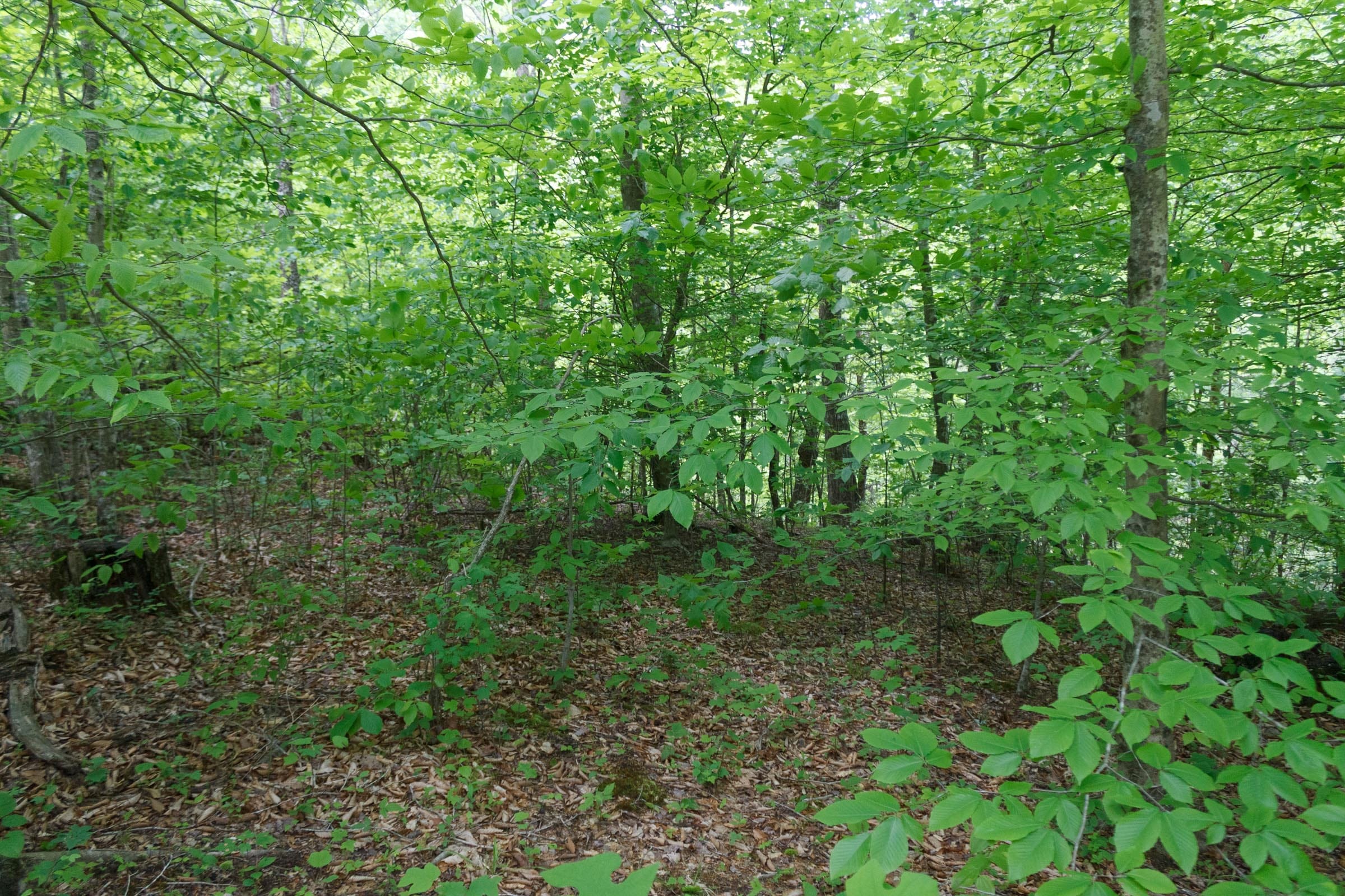 Riverbend Tract 17 photo 15