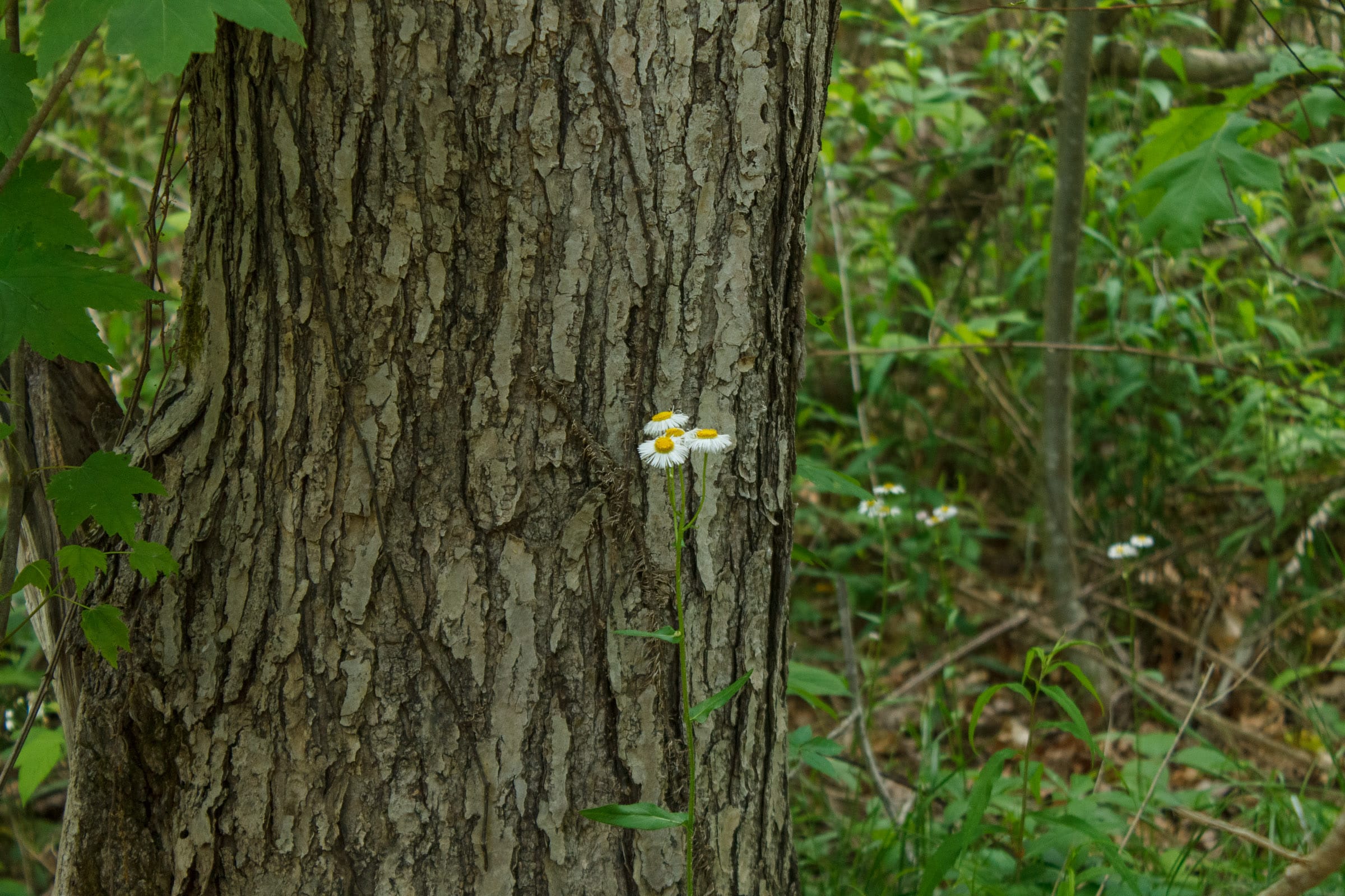 Riverbend Tract 17 photo 17
