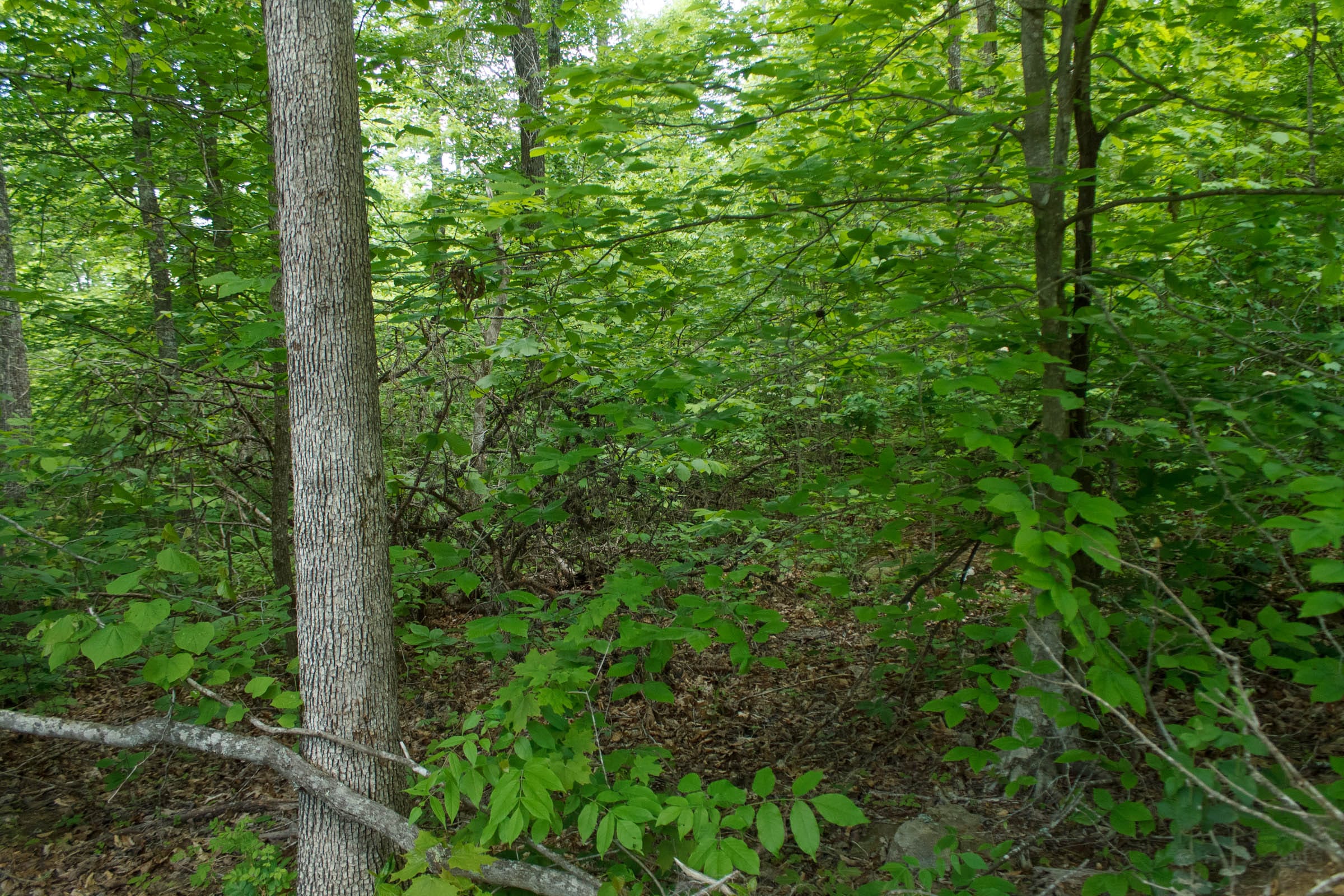 Riverbend Tract 17 photo 18