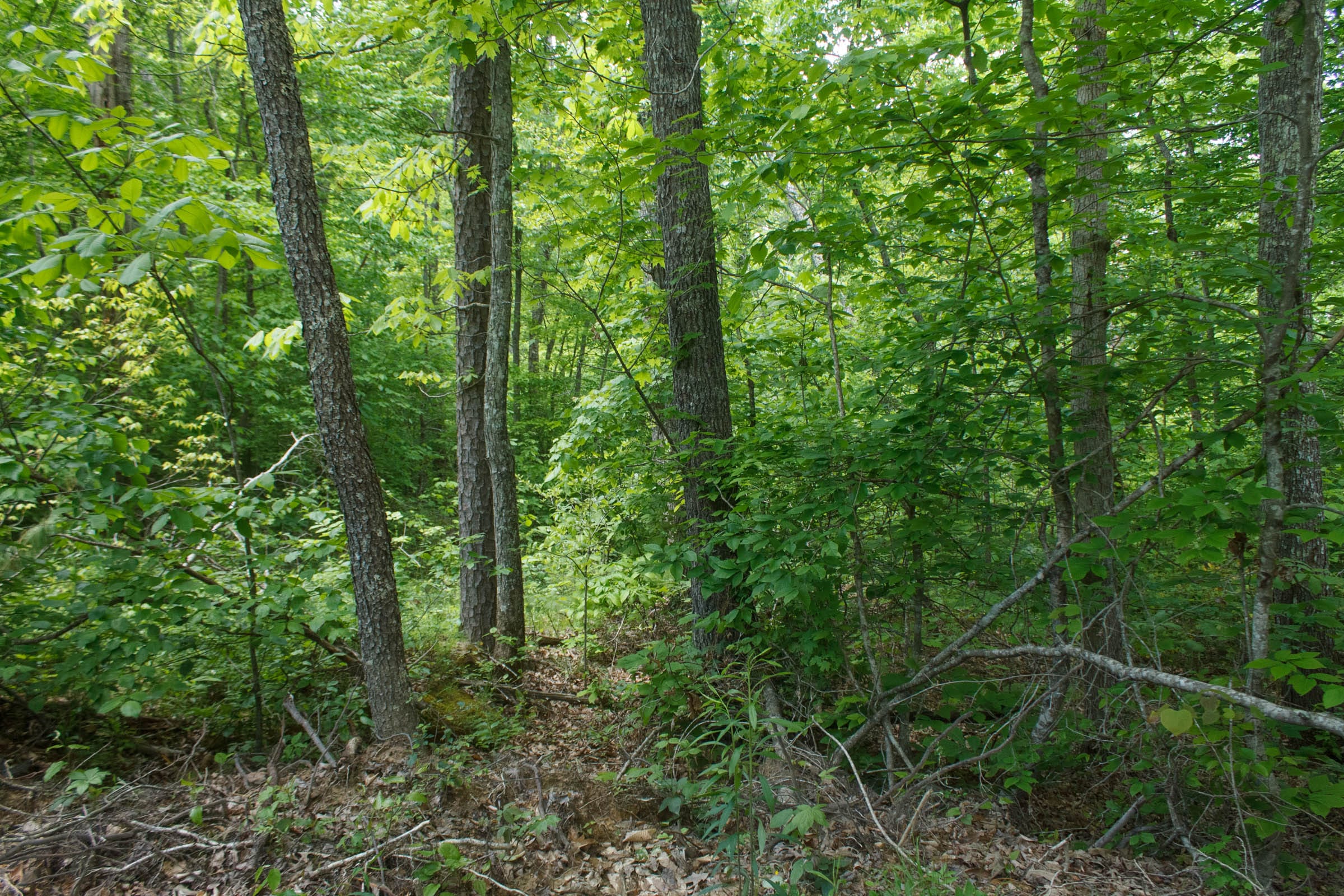 Riverbend Tract 17 photo 19