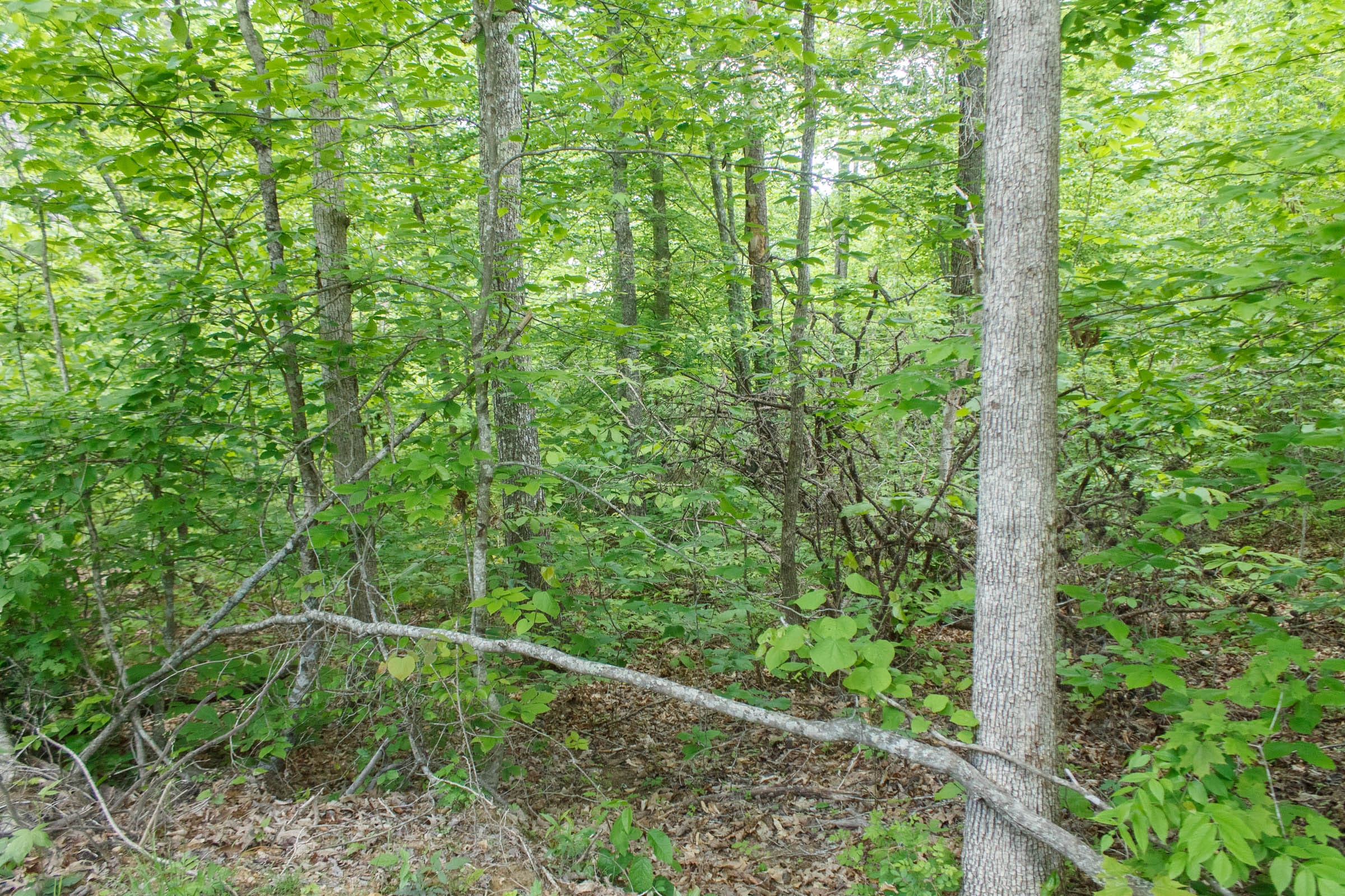 Riverbend Tract 17 photo 20