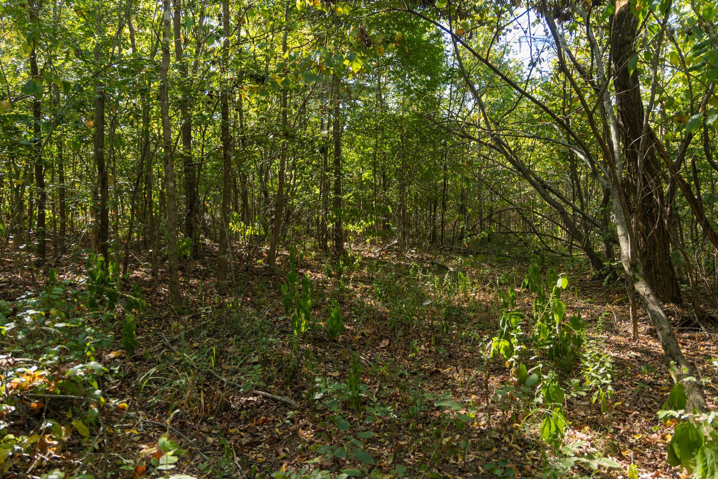 Big White Oak Tract 107 photo 10