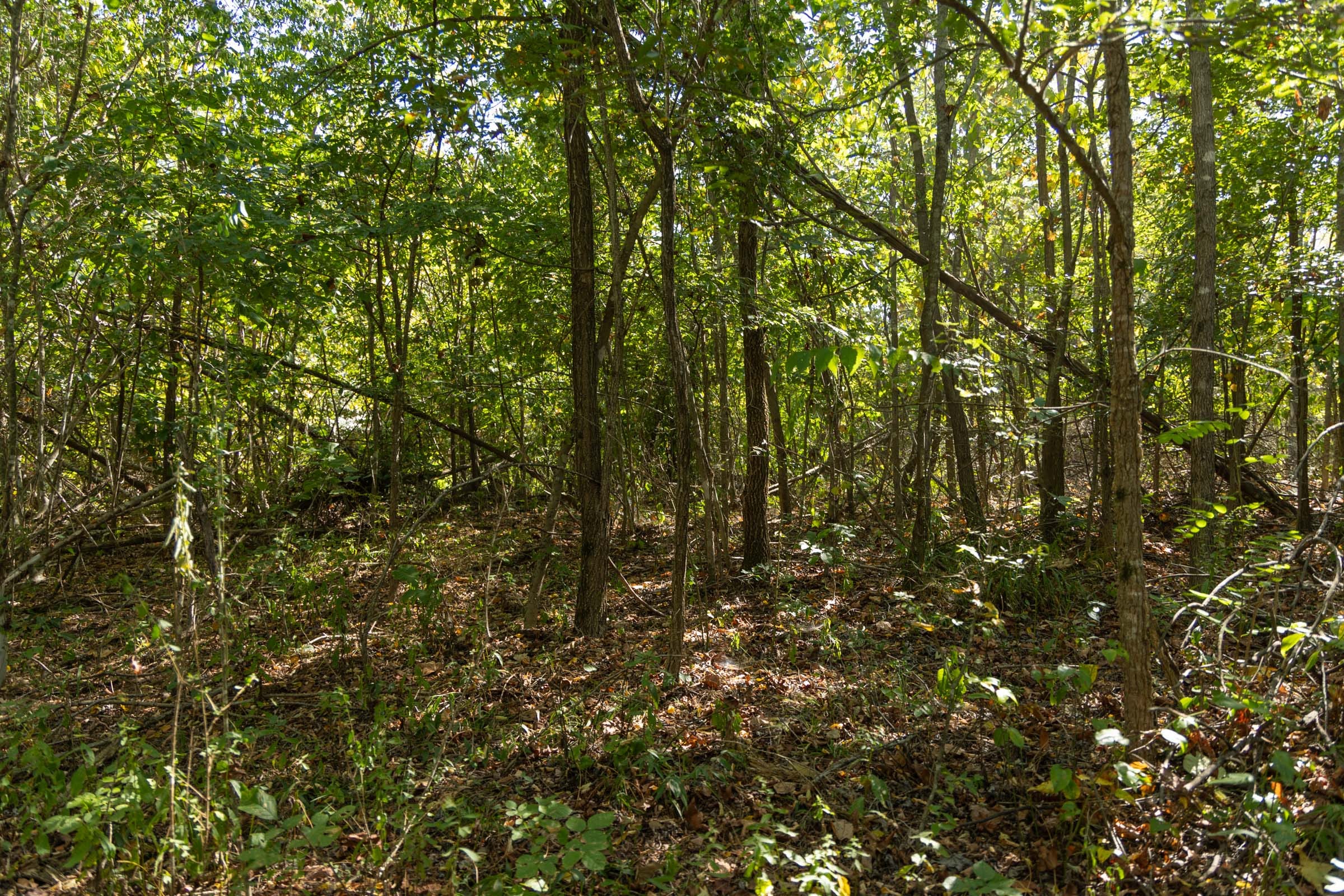 Big White Oak Tract 107 photo 9