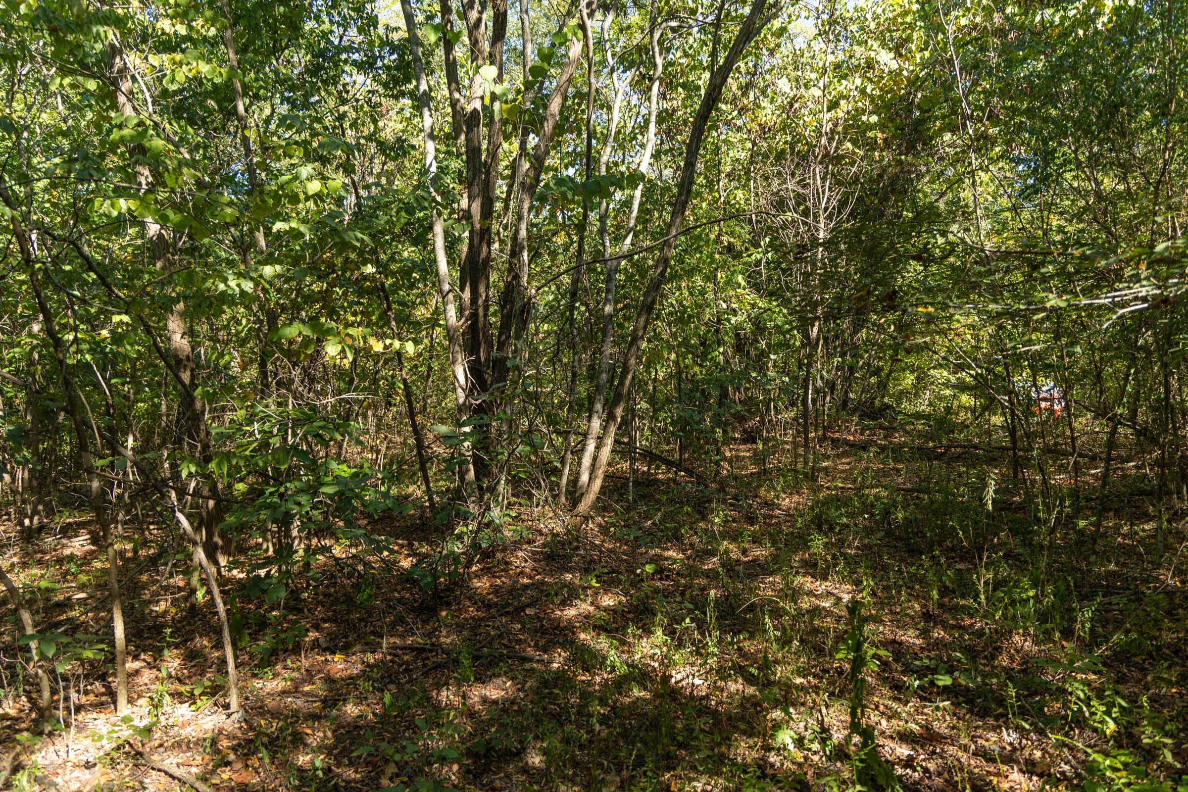 Big White Oak Tract 107 photo 8