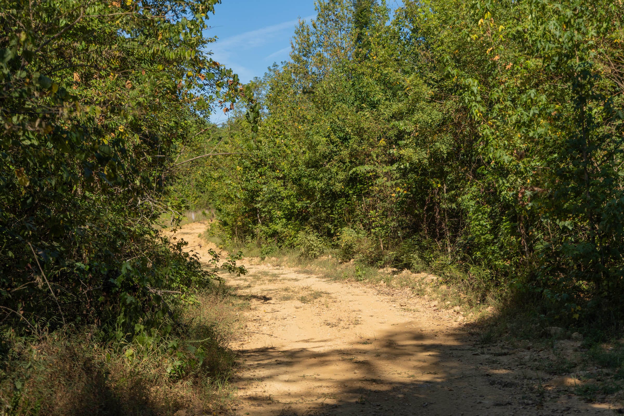 Big White Oak Tract 107 photo 7