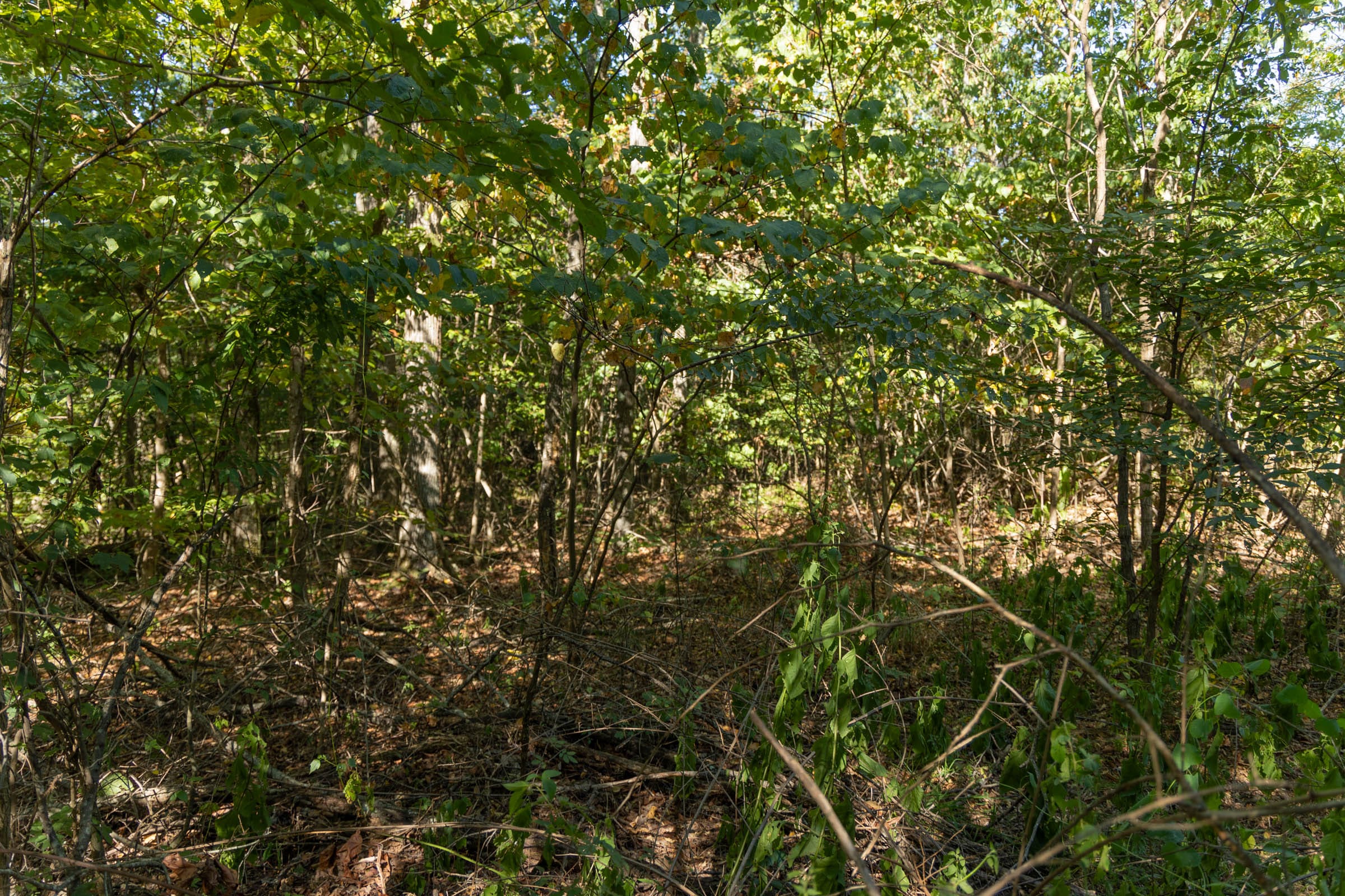 Big White Oak Tract 107 photo 6
