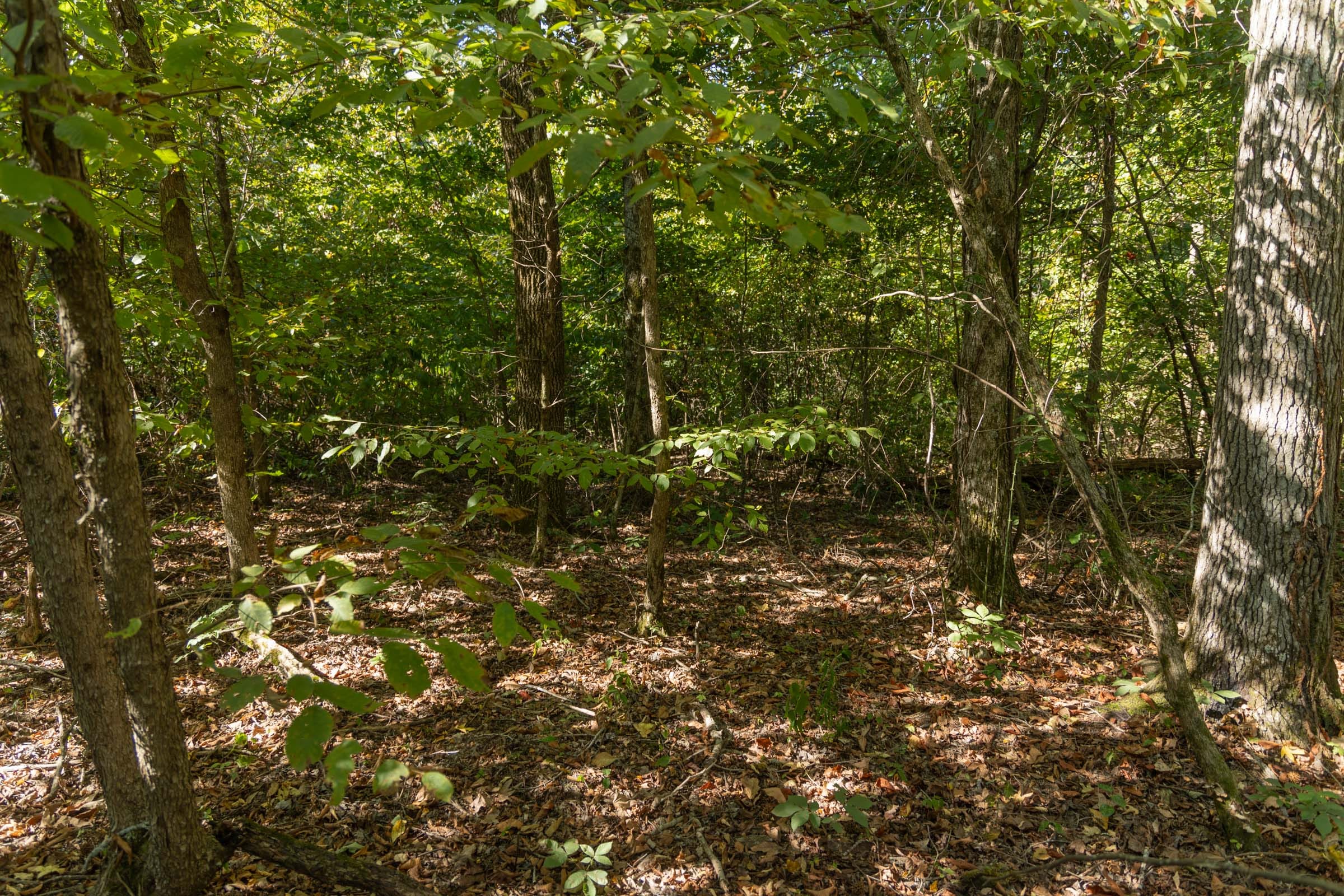 Big White Oak Tract 107 photo 5