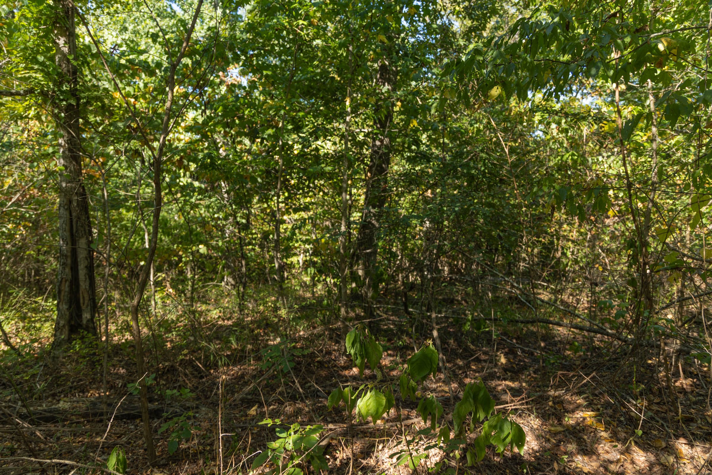 Big White Oak Tract 107 photo 4
