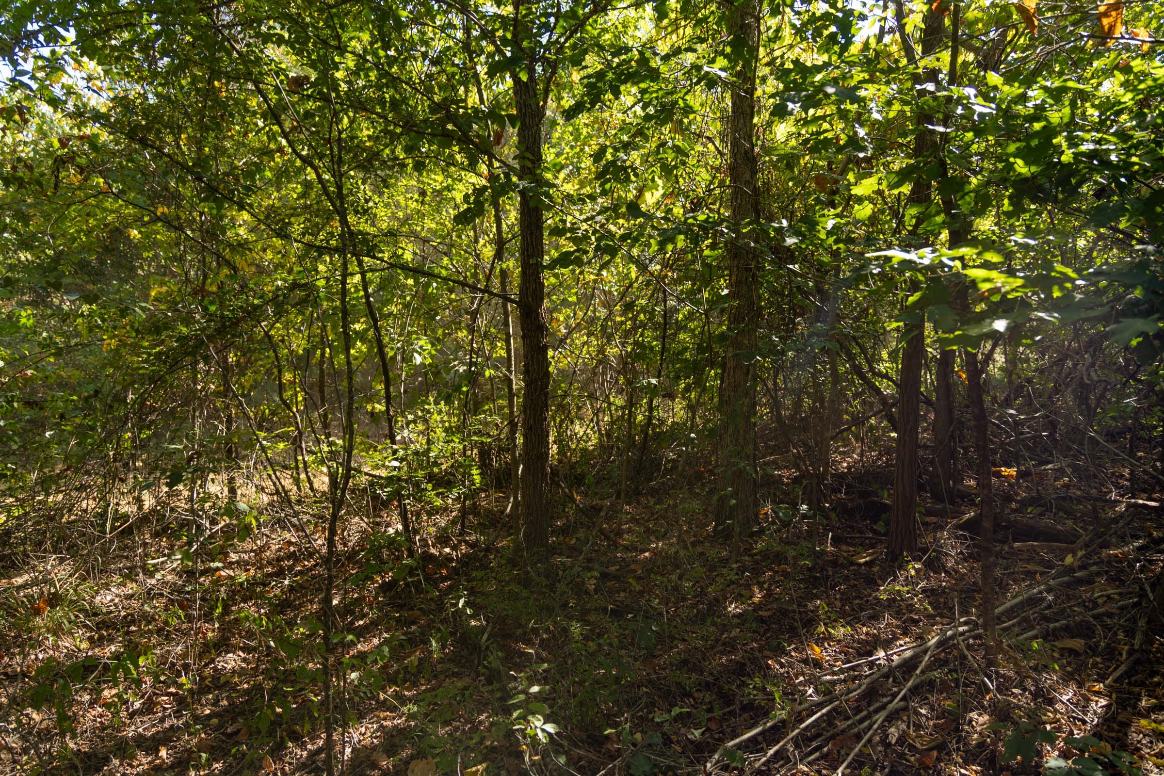 Big White Oak Tract 107 photo 3