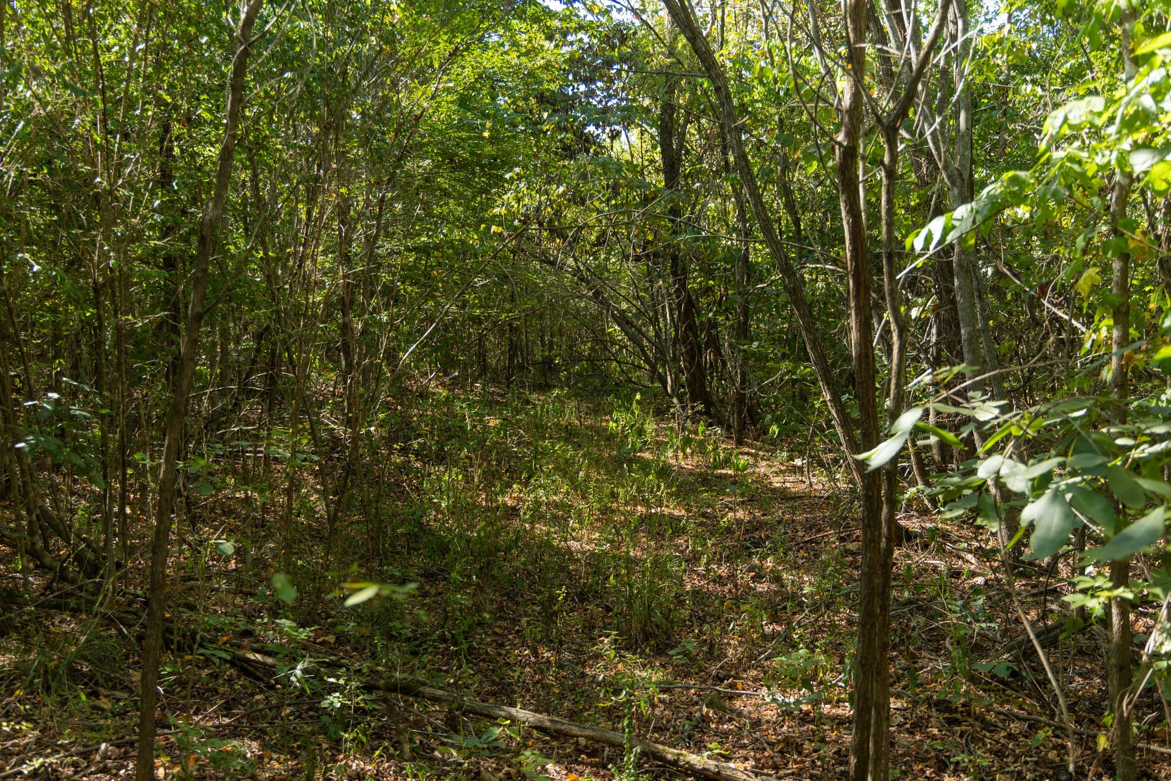 Big White Oak Tract 107 photo 2