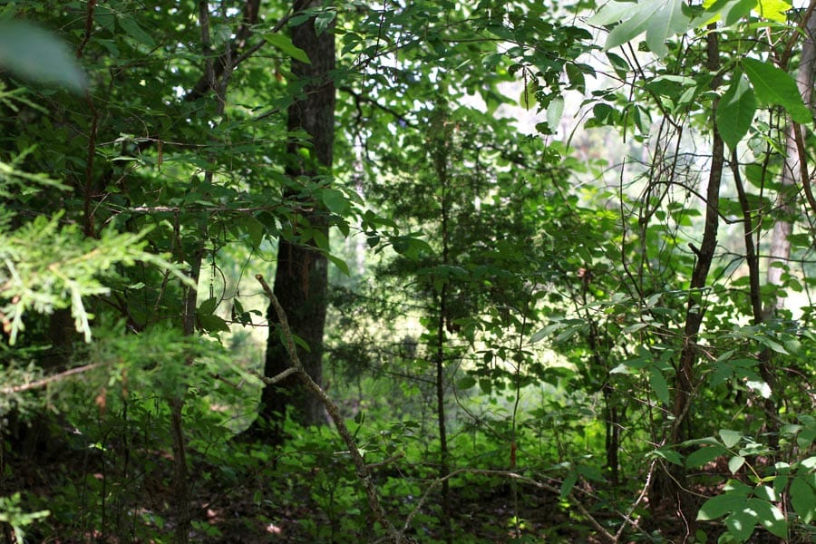 Bluebird Ranch Tract 6 photo 3