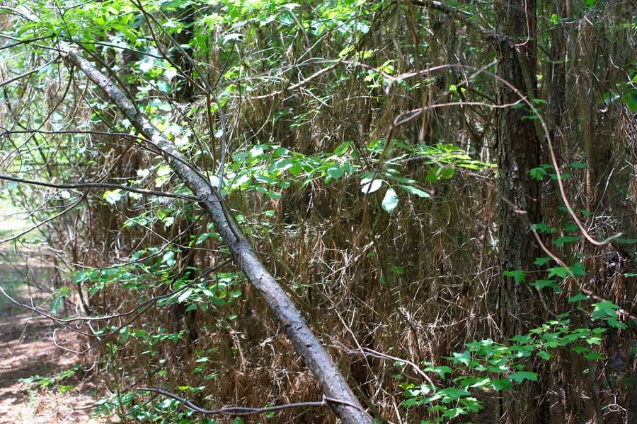 Bluebird Ranch Tract 6 photo 7