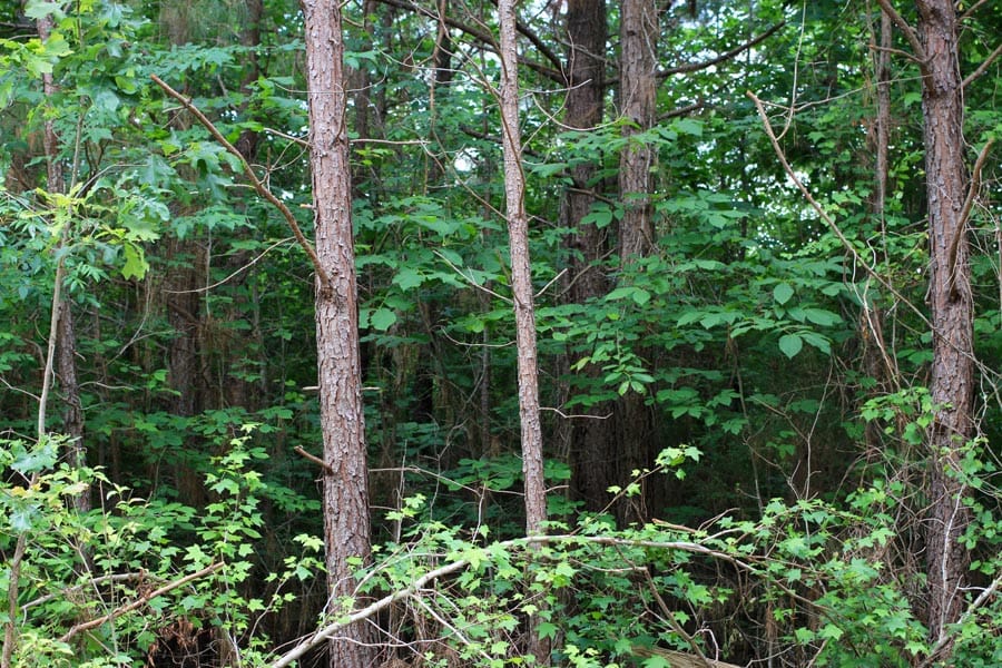 Bluebird Ranch Tract 6 photo 14