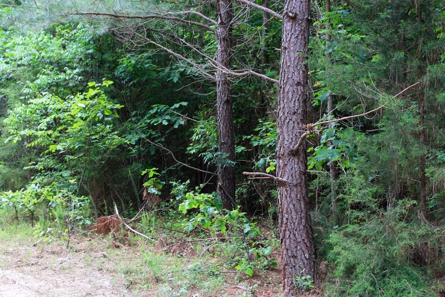 Bluebird Ranch Tract 6 photo 15