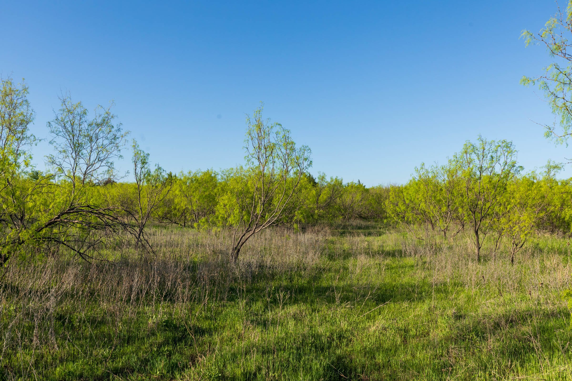 Hackberry Fields Tract 17 photo 5