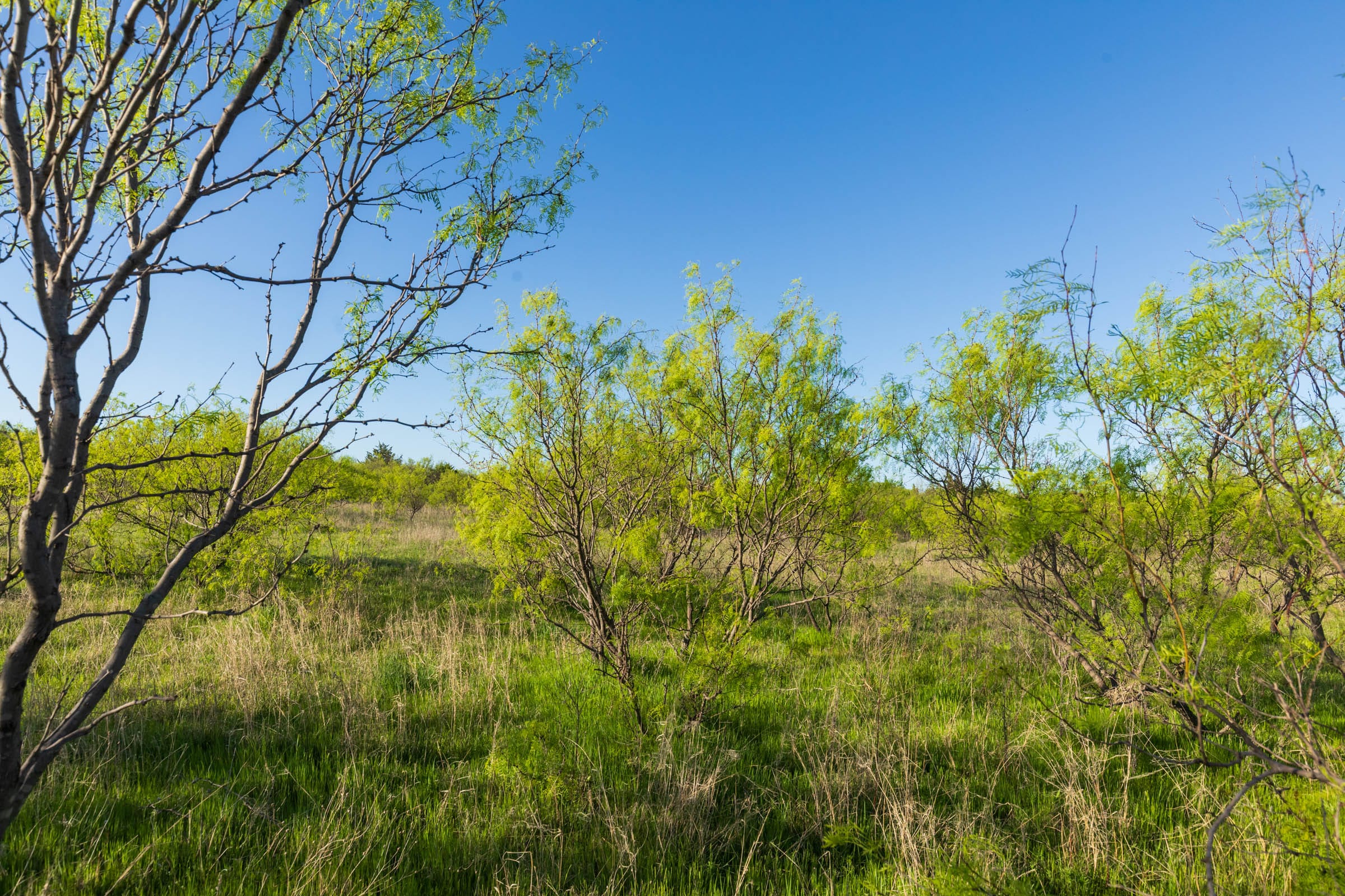 Hackberry Fields Tract 17 photo 6
