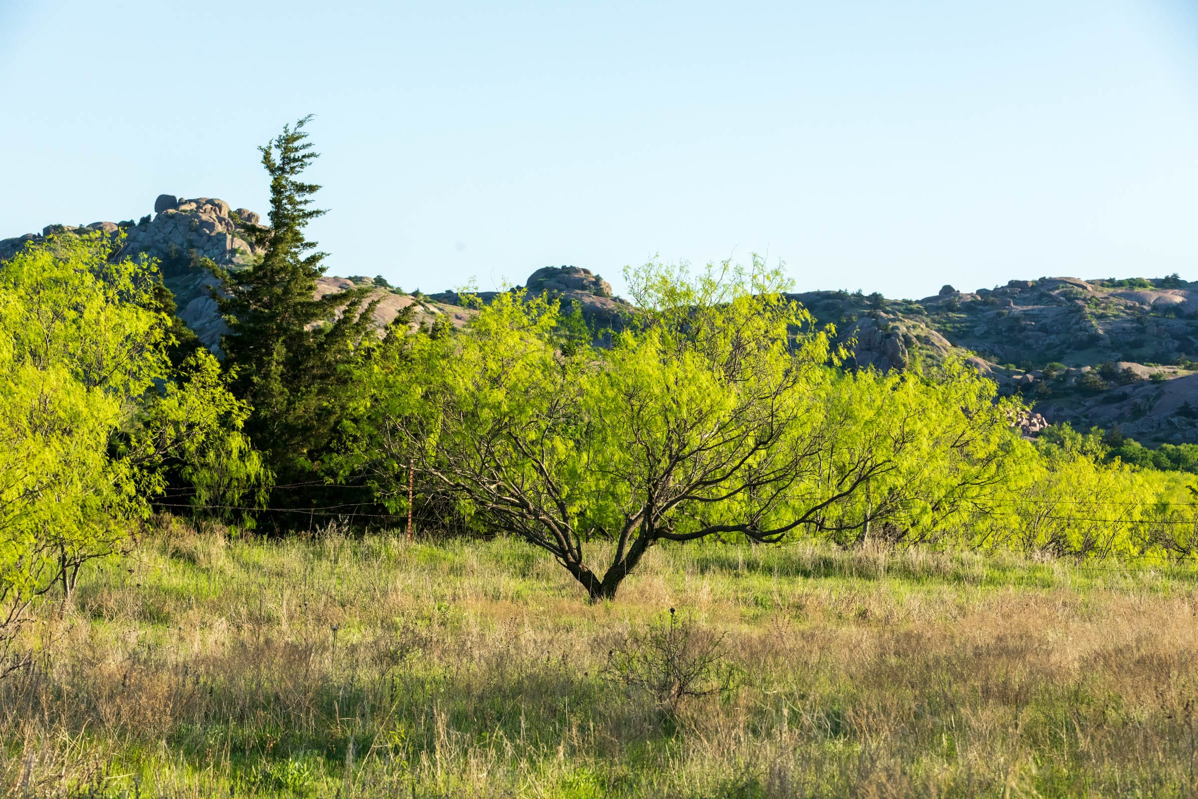 Hackberry Fields Tract 17 photo 12