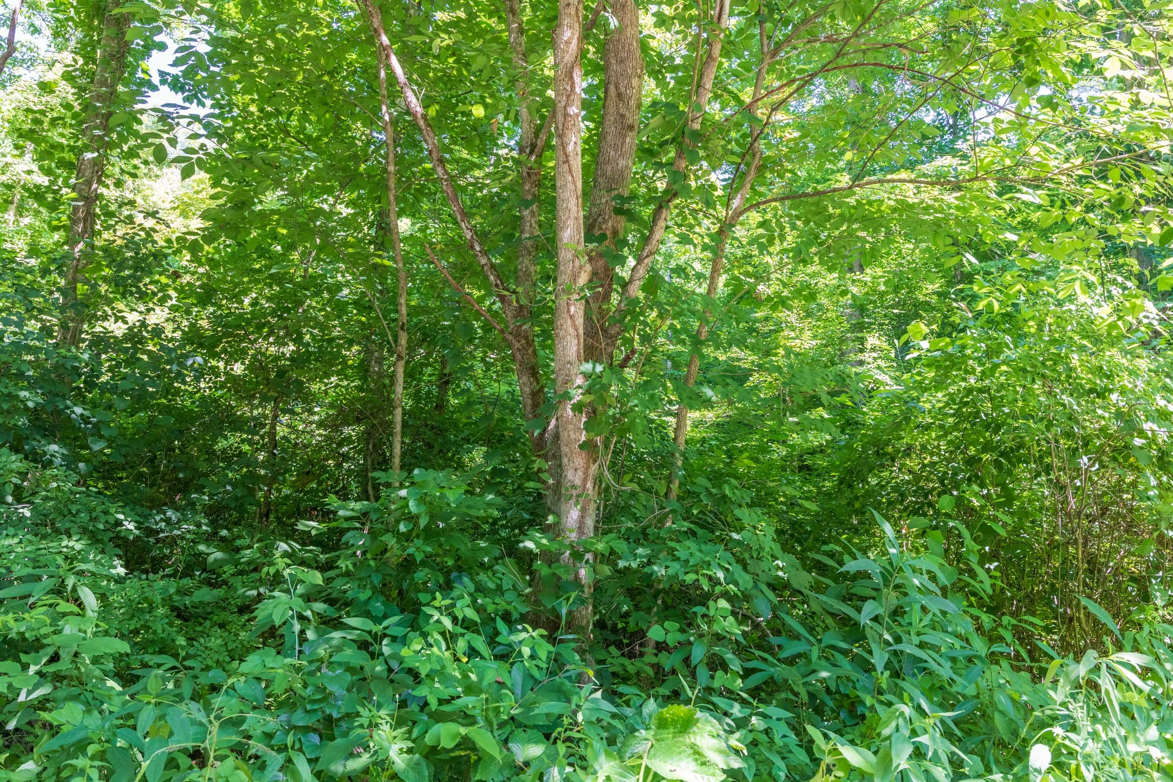 River’s Edge Tract 39 photo 2