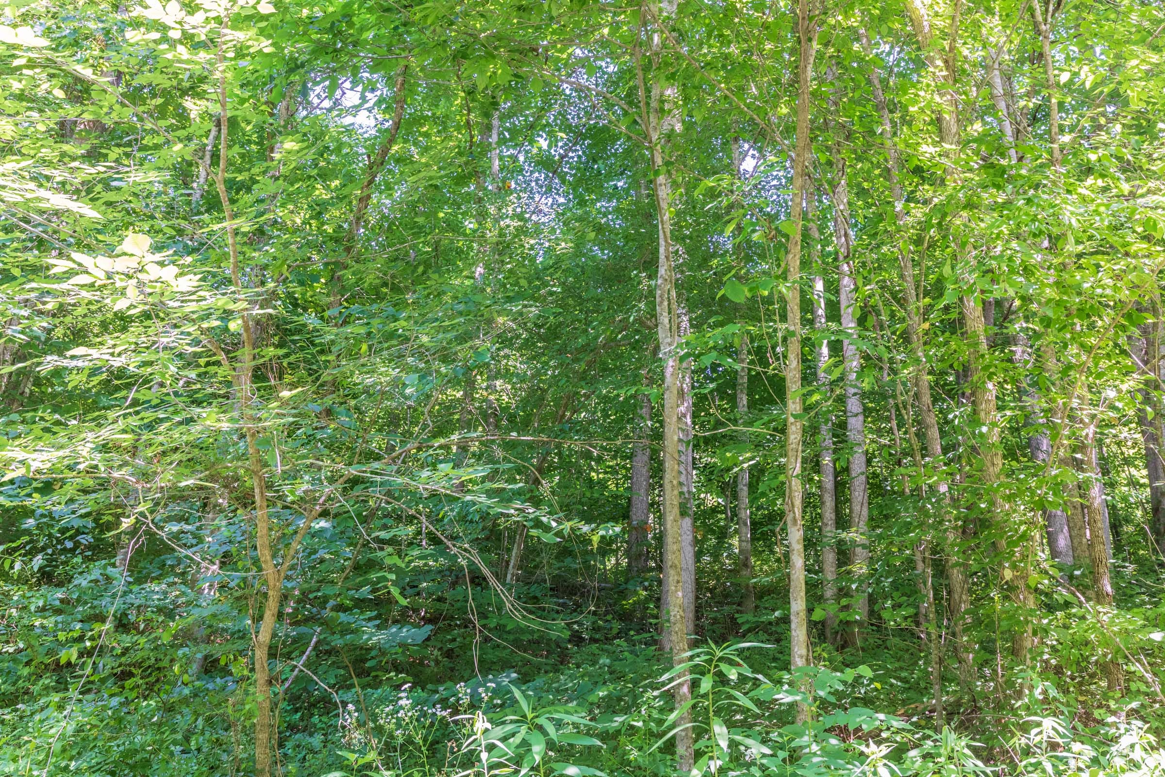 River’s Edge Tract 39 photo 3