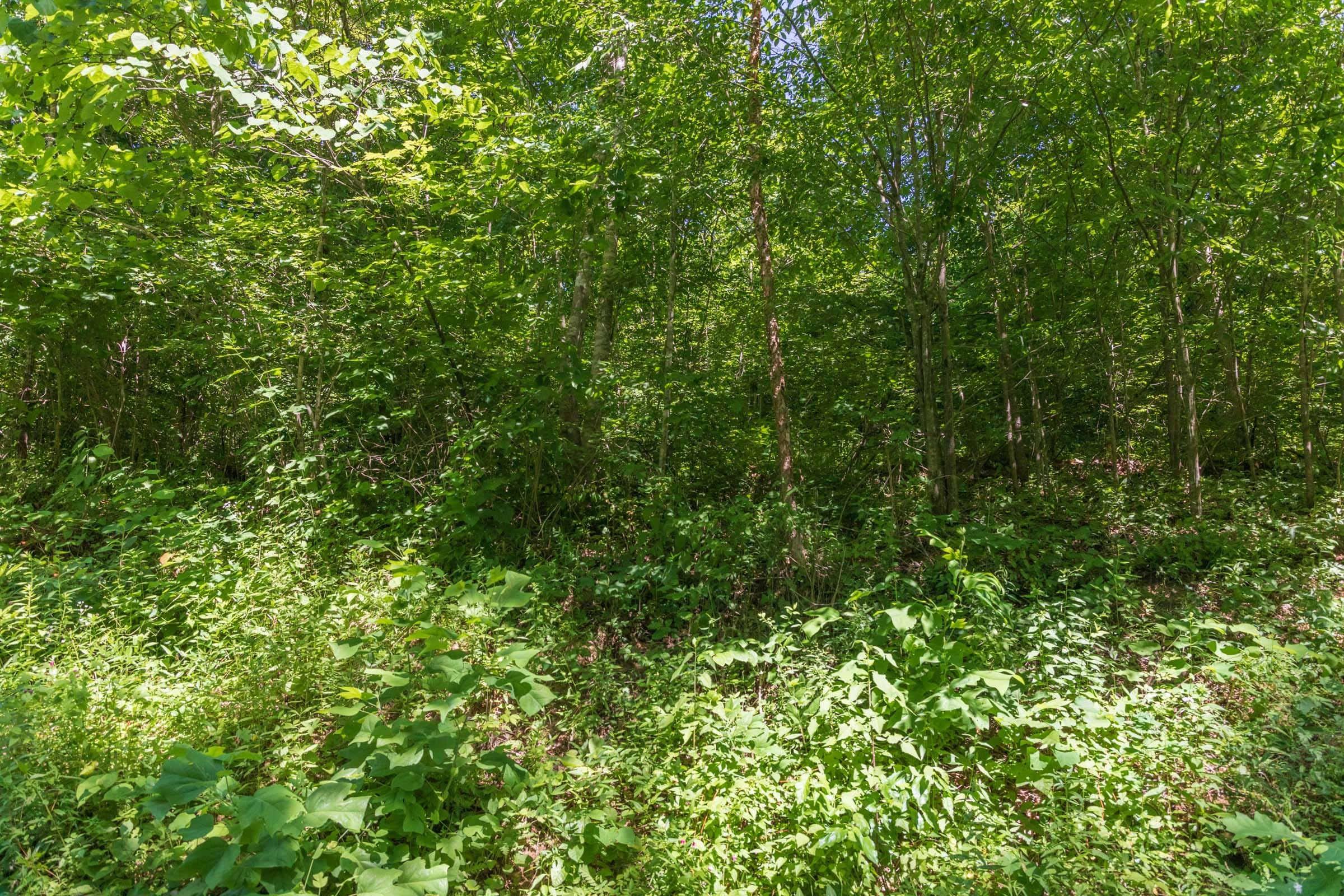 River’s Edge Tract 39 photo 4