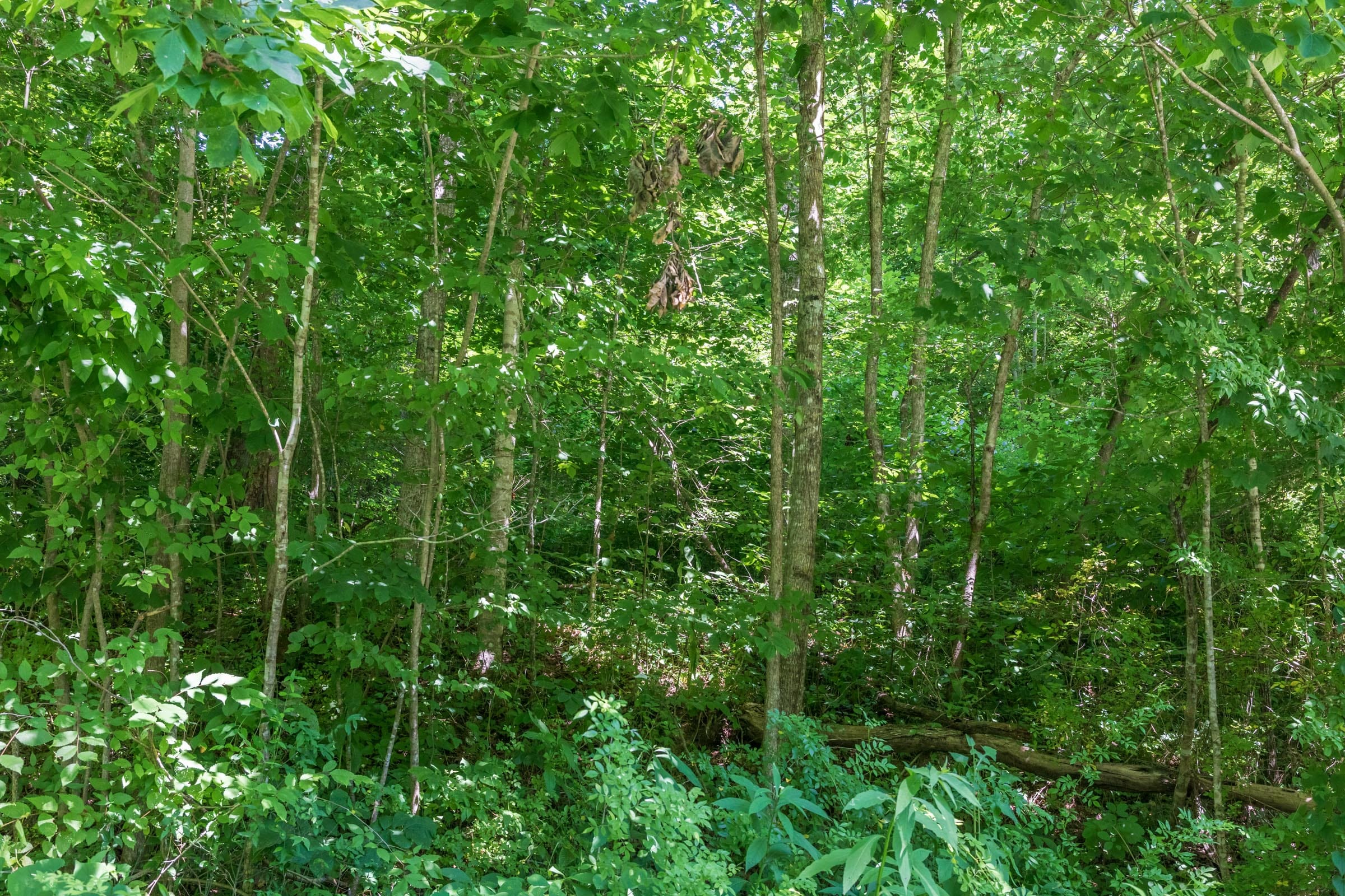 River’s Edge Tract 39 photo 6