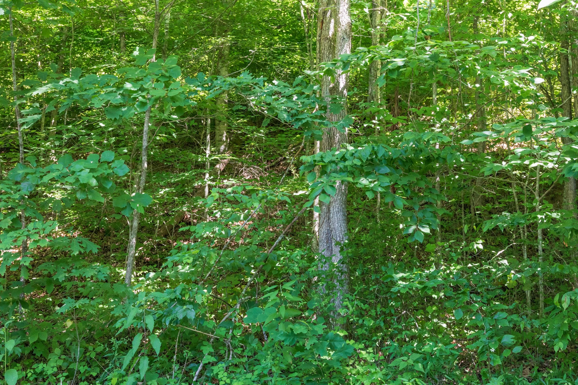 River’s Edge Tract 39 photo 7