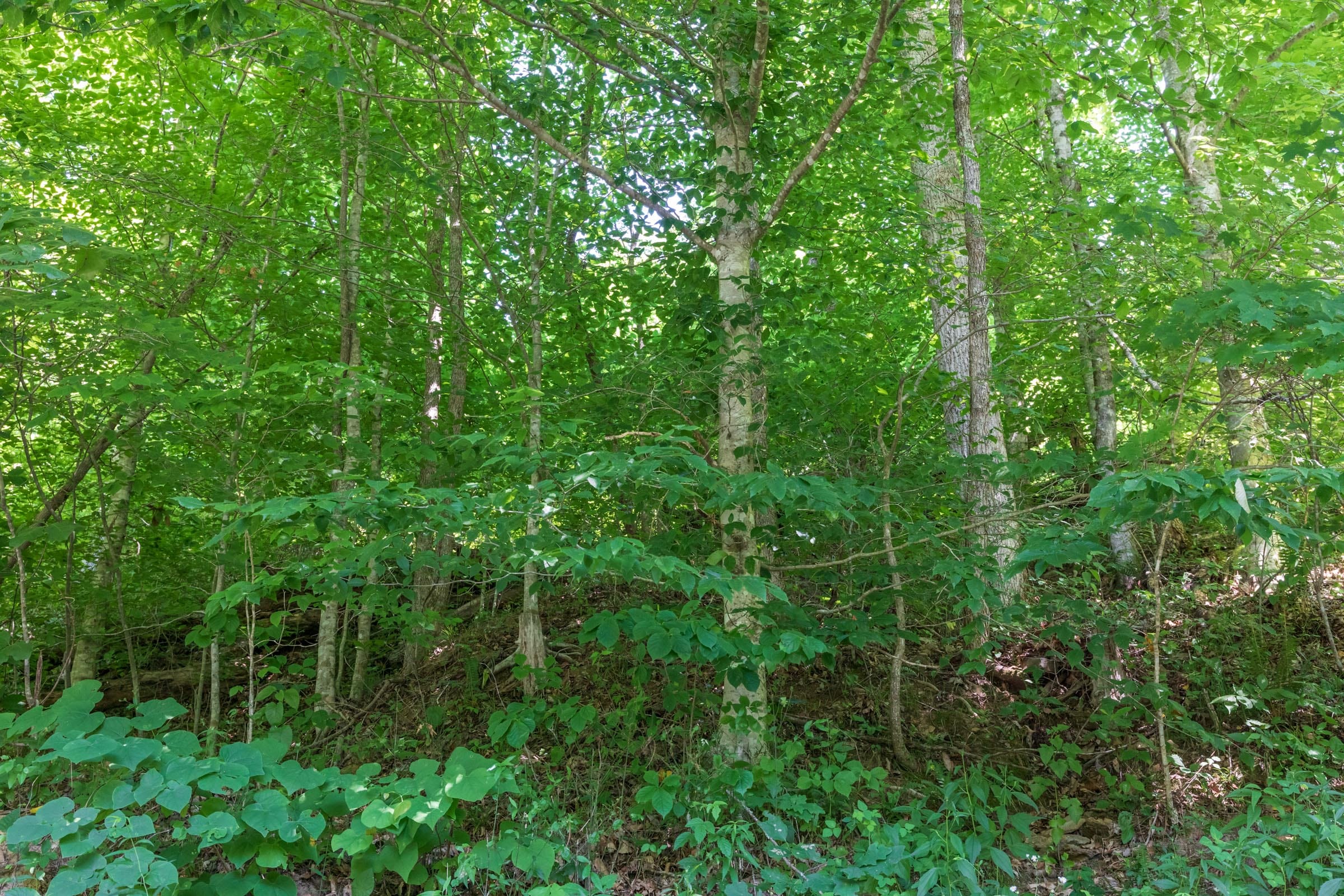 River’s Edge Tract 39 photo 9