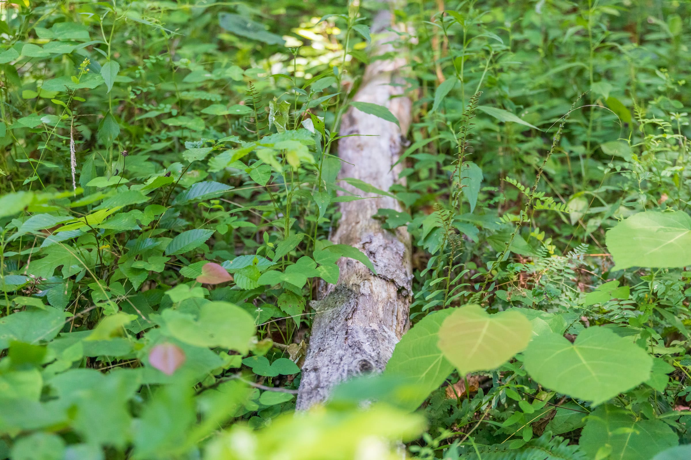 River’s Edge Tract 39 photo 10