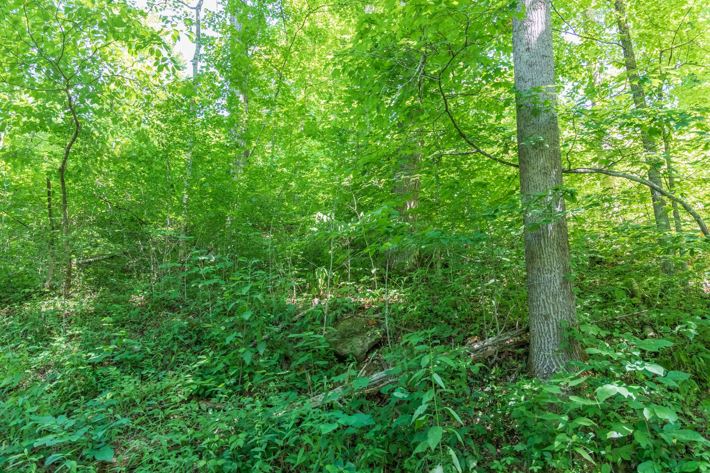 River’s Edge Tract 39 photo 11