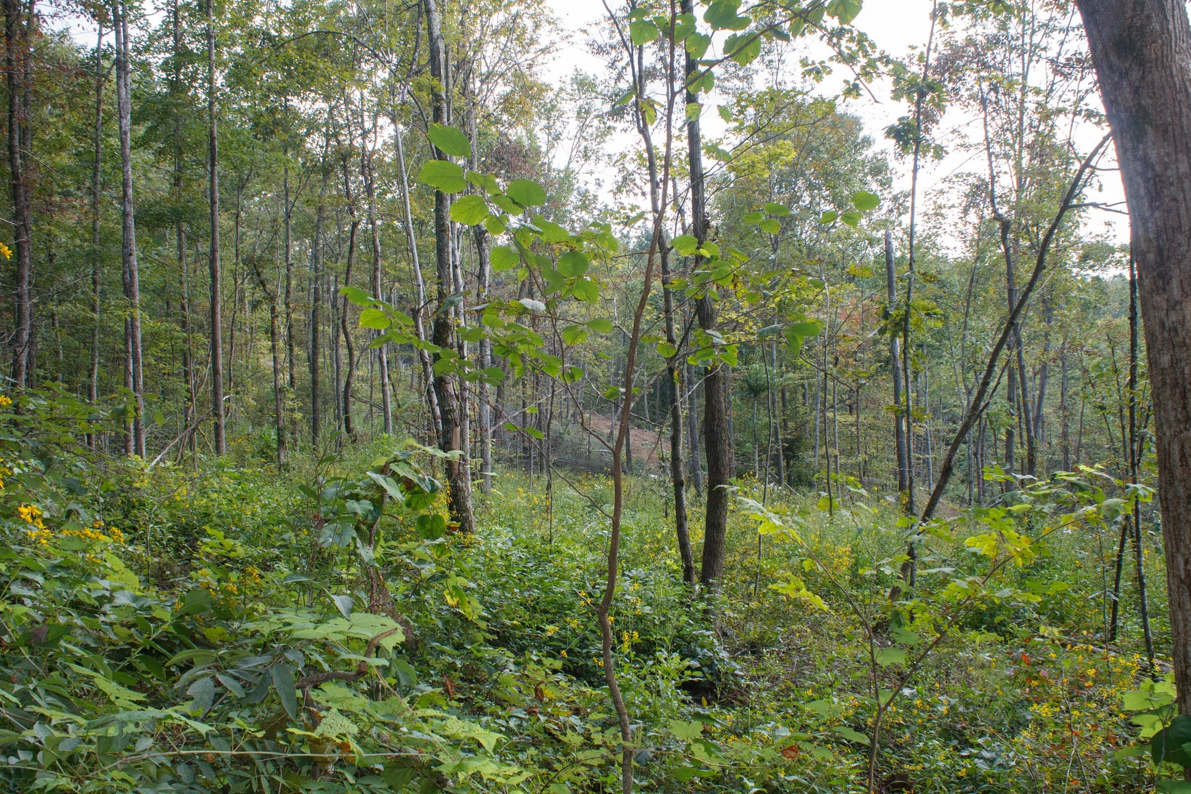 Wounded Oak Tract 17 photo 2