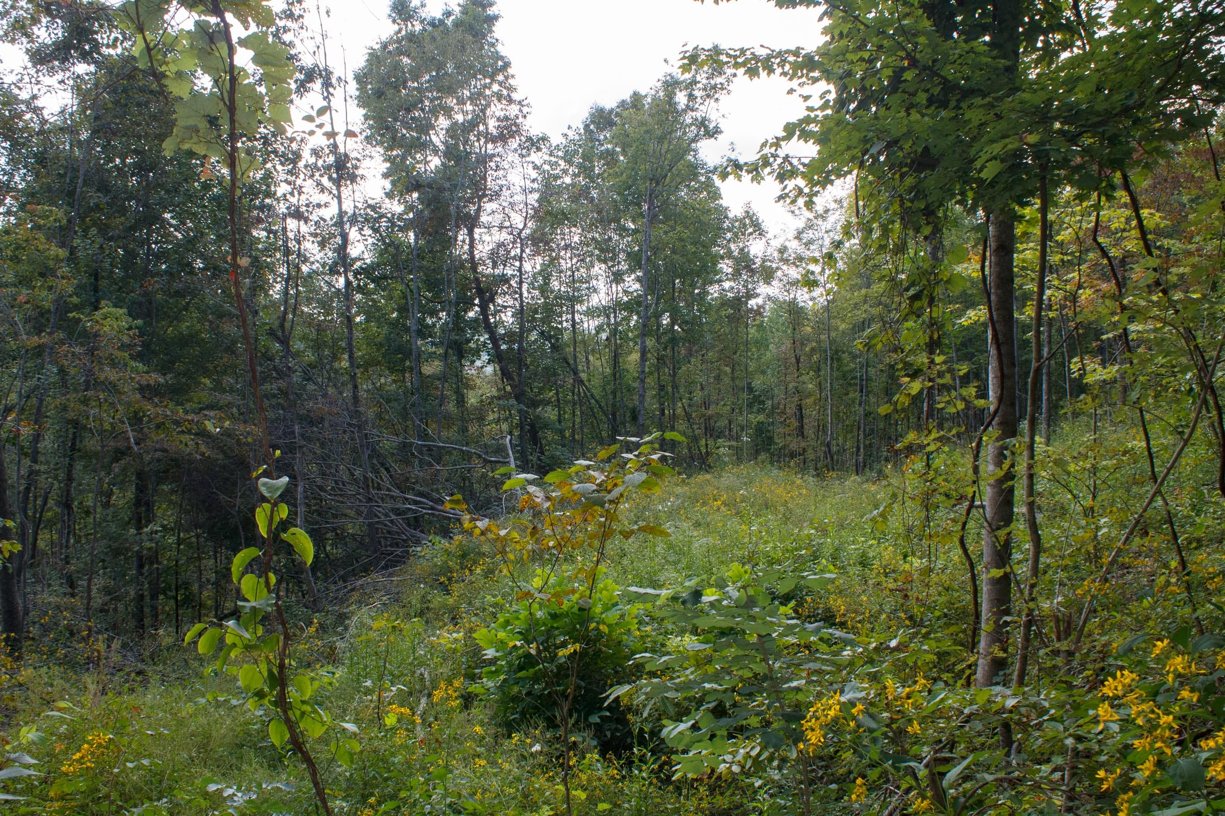 Wounded Oak Tract 17 photo 3