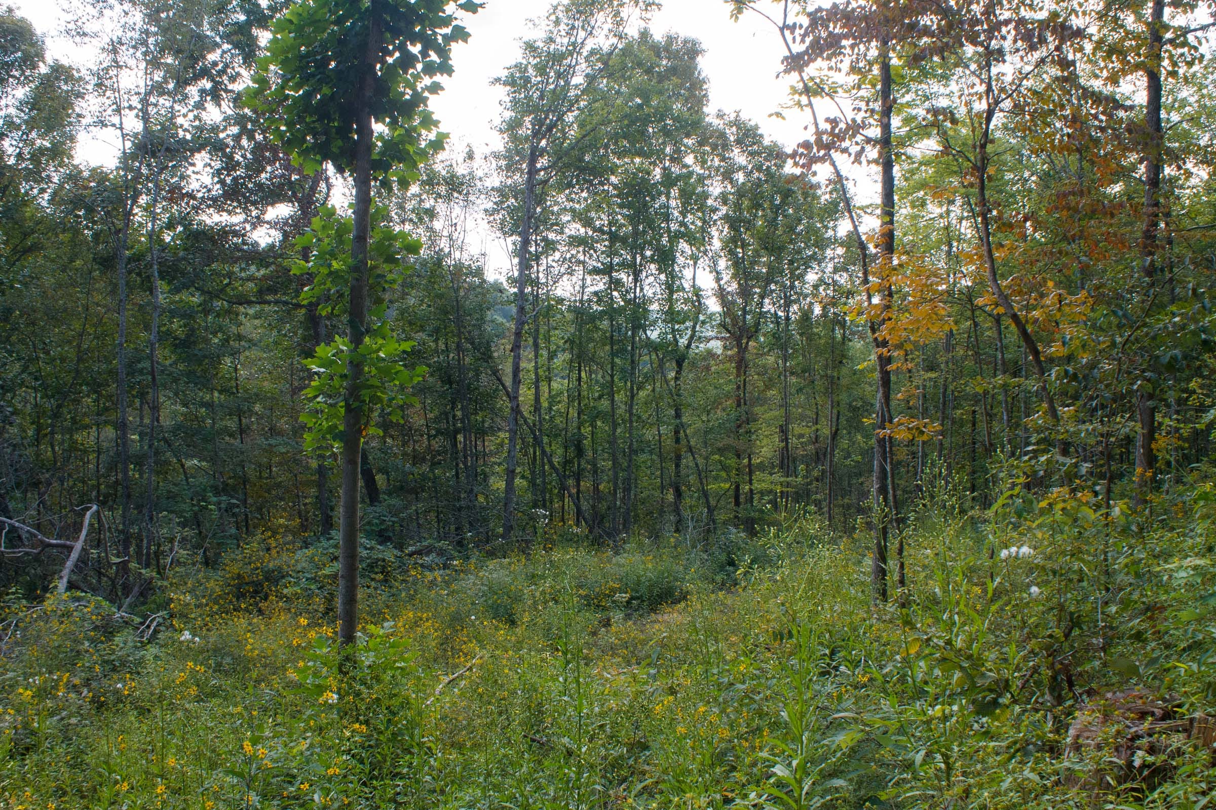 Wounded Oak Tract 17 photo 4