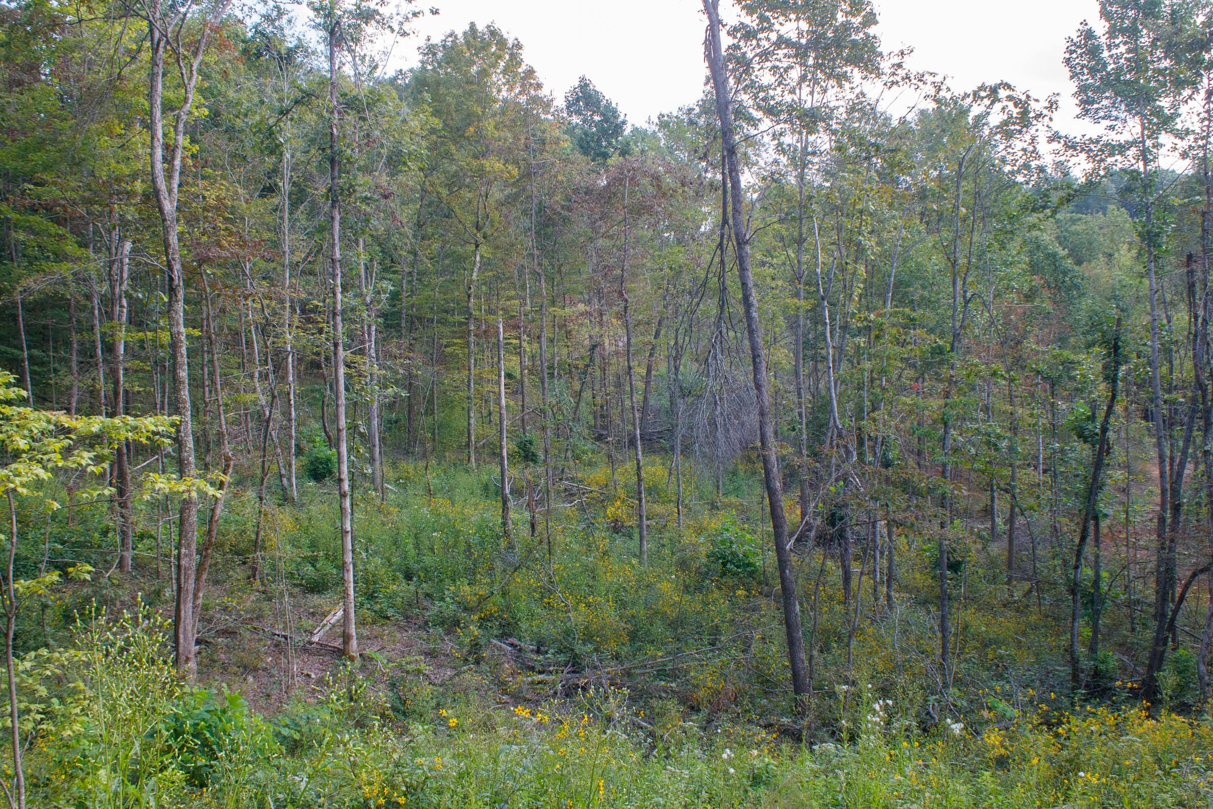 Wounded Oak Tract 17 photo 5