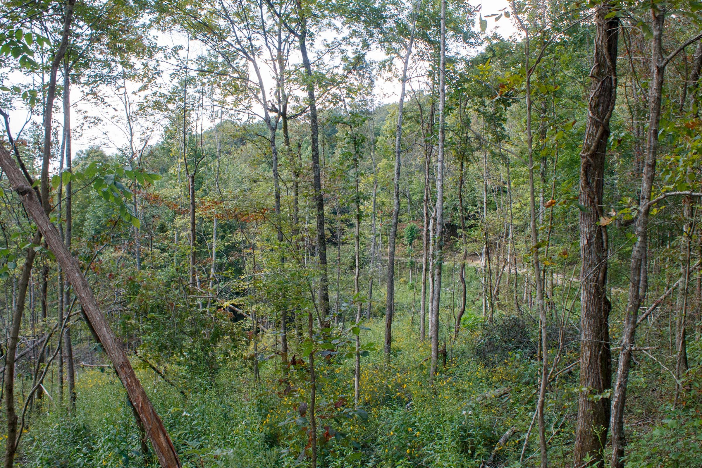 Wounded Oak Tract 17 photo 7