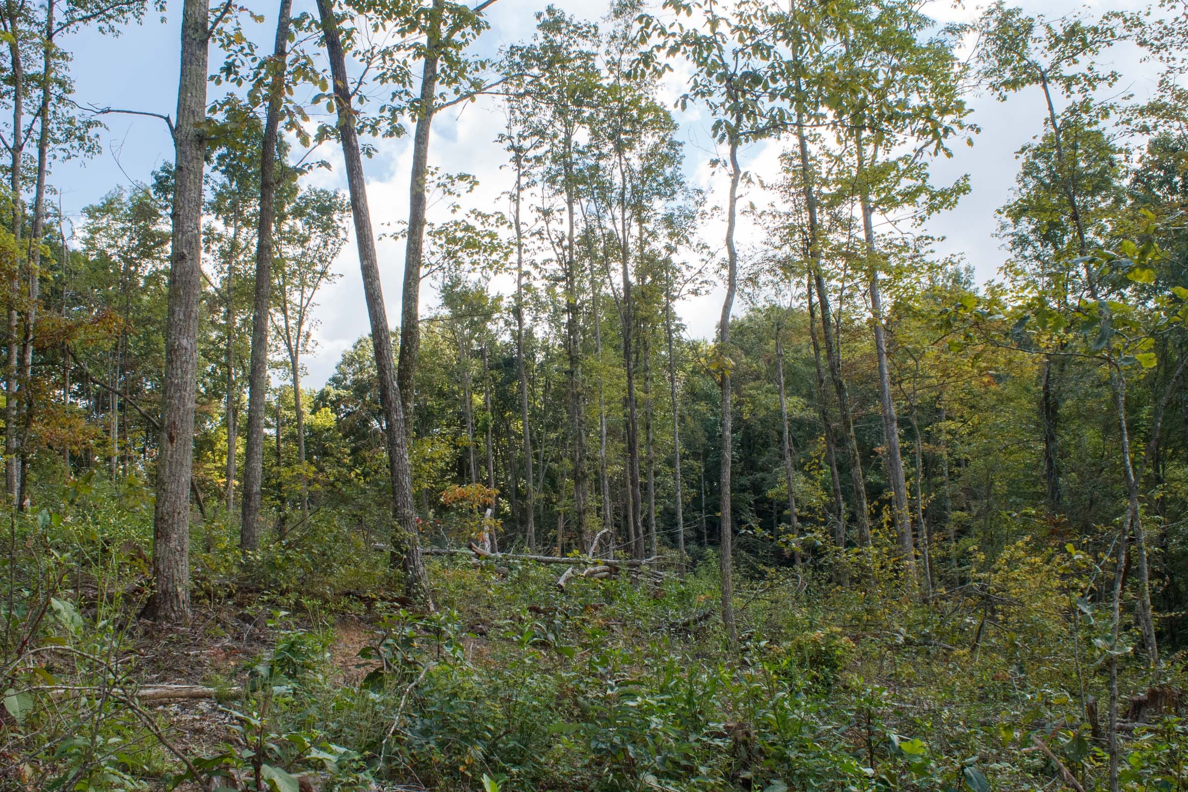 Wounded Oak Tract 17 photo 8
