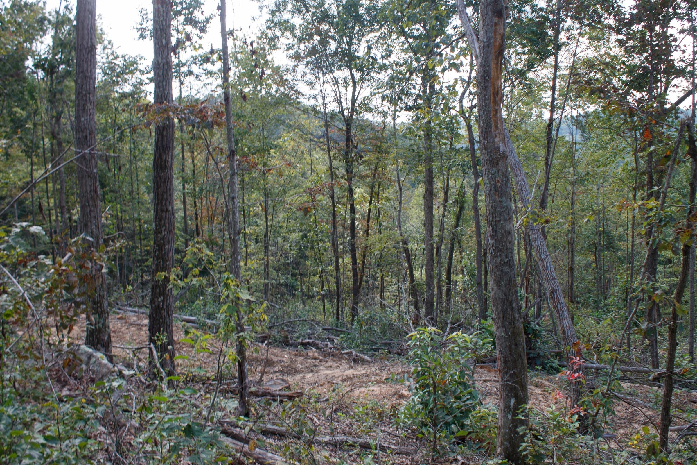 Wounded Oak Tract 17 photo 9