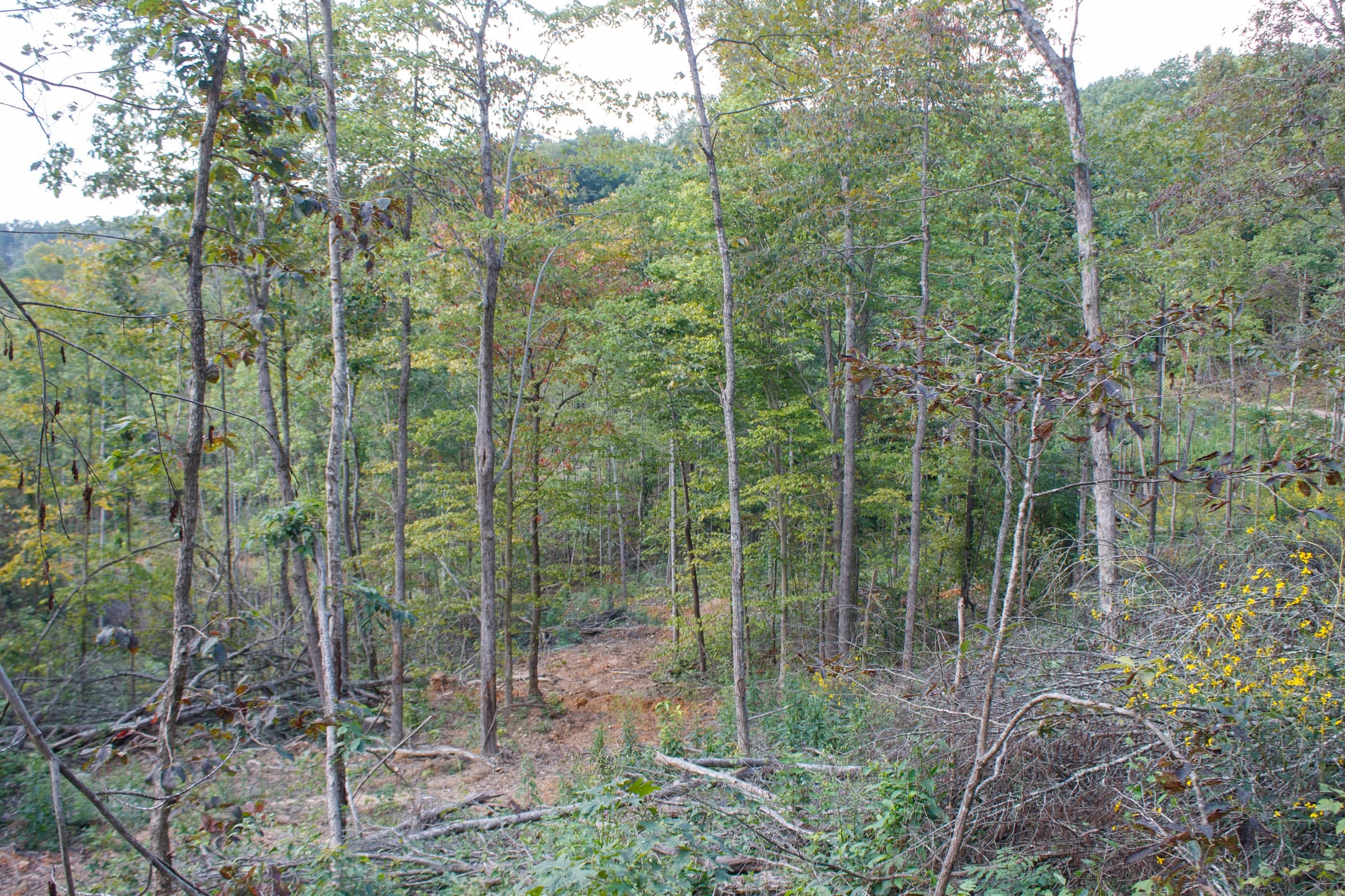 Wounded Oak Tract 17 photo 10