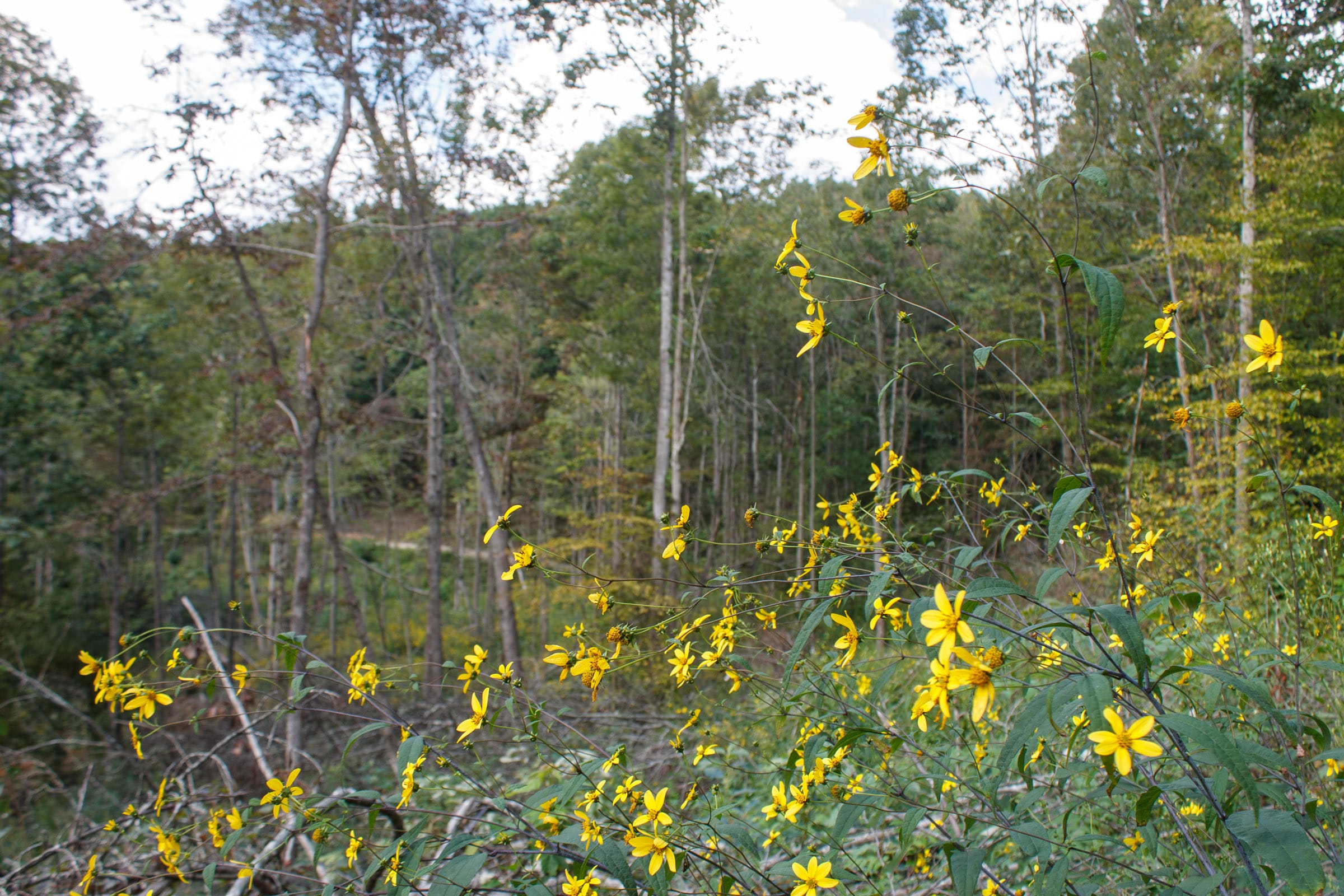 Wounded Oak Tract 17 photo 11