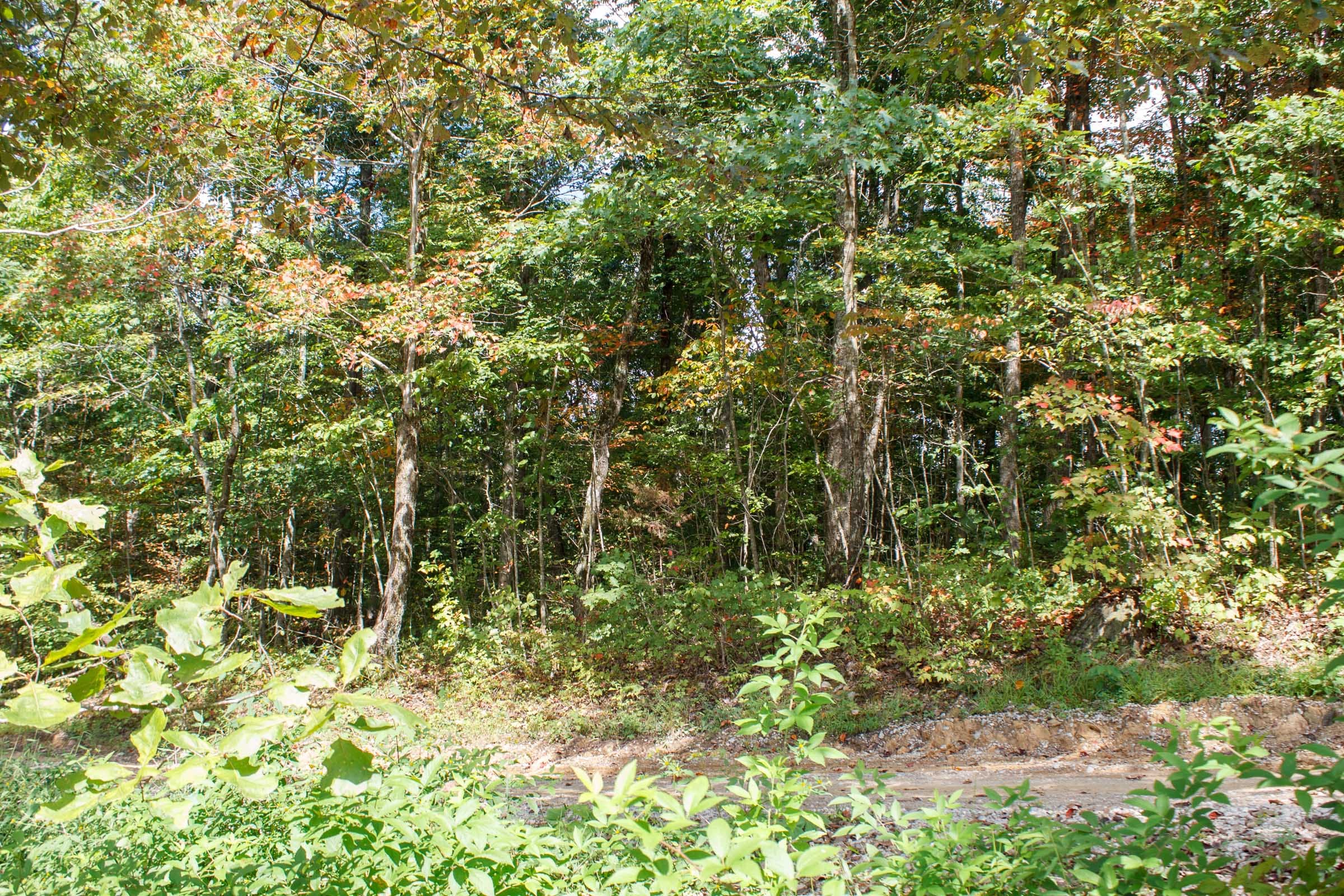 Wounded Oak Tract 17 photo 12