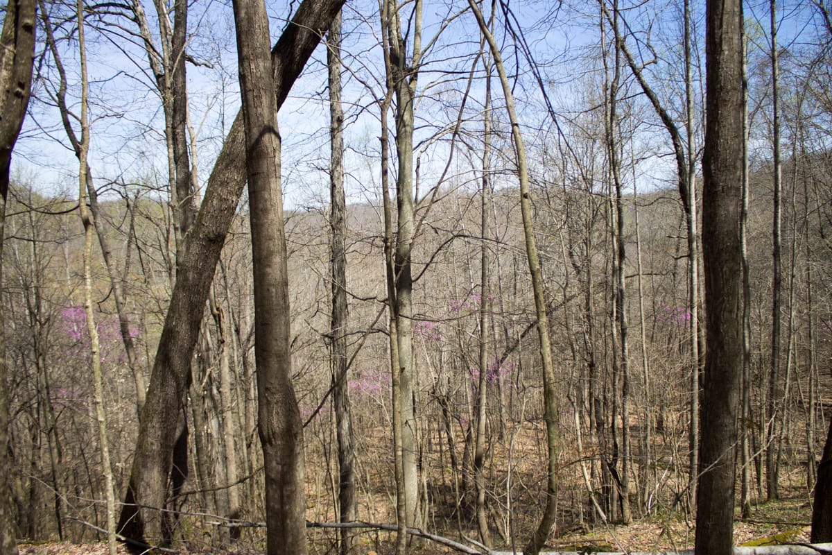 Chestnut Oak Ridge Tract 2 photo 3