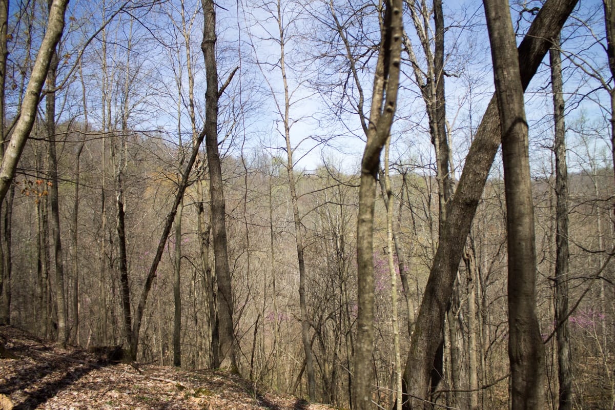 Chestnut Oak Ridge Tract 2 photo 4