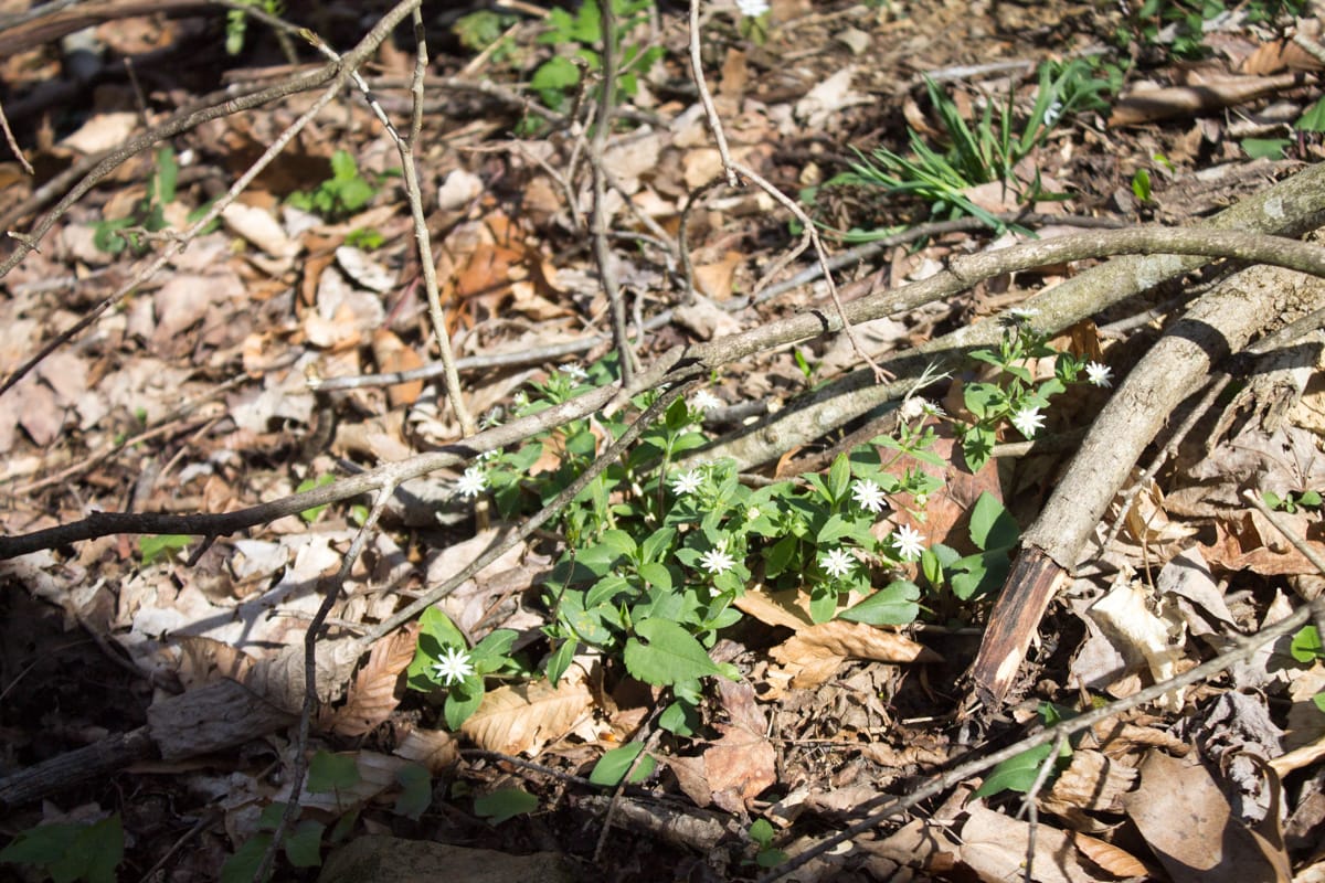 Chestnut Oak Ridge Tract 2 photo 5