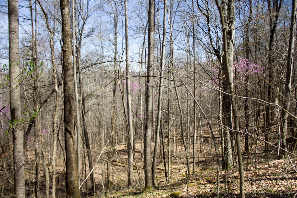 Chestnut Oak Ridge Tract 2 photo 6