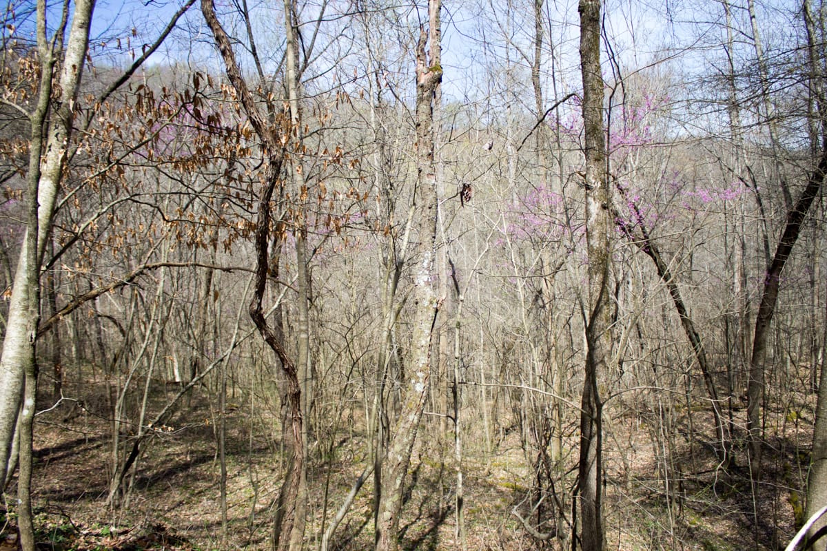 Chestnut Oak Ridge Tract 2 photo 7