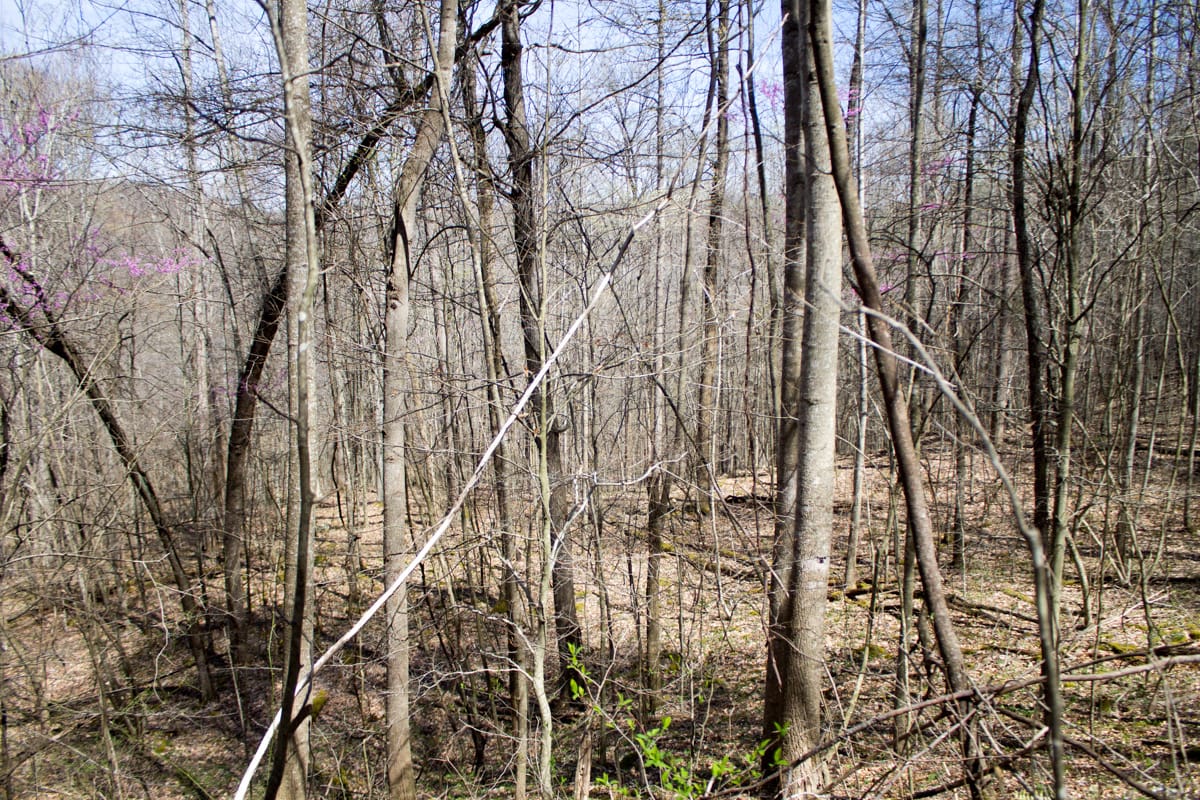 Chestnut Oak Ridge Tract 2 photo 8