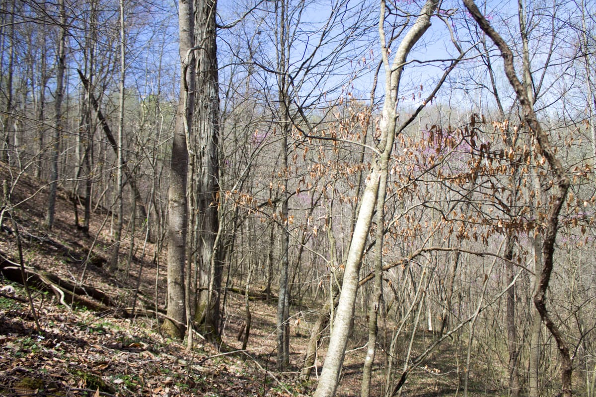 Chestnut Oak Ridge Tract 2 photo 9