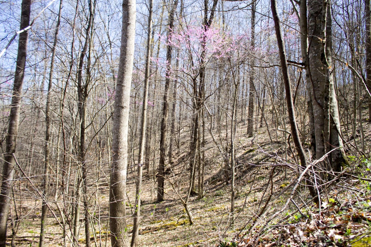 Chestnut Oak Ridge Tract 2 photo 10