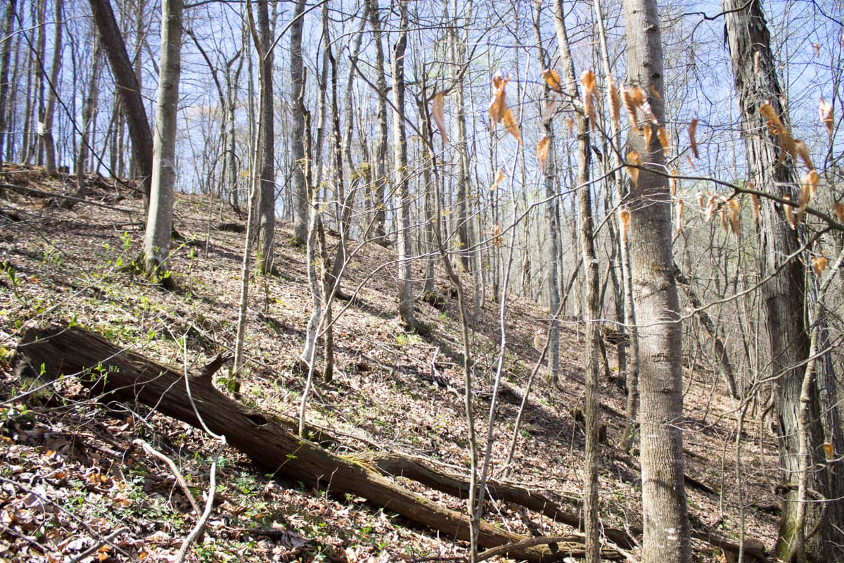 Chestnut Oak Ridge Tract 2 photo 11