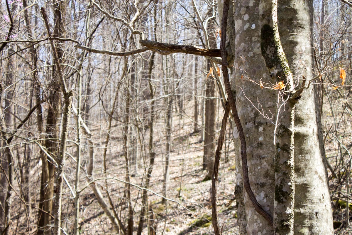 Chestnut Oak Ridge Tract 2 photo 12